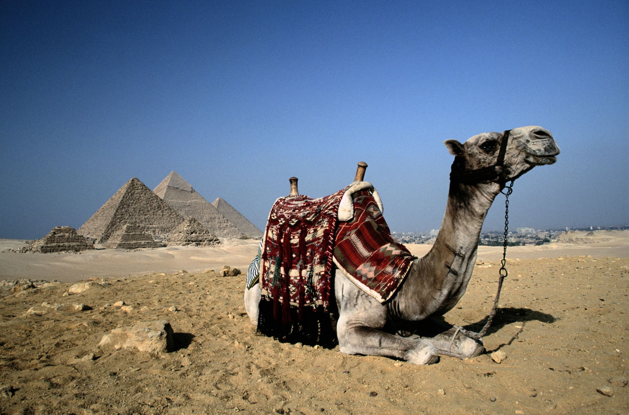 un dromadaire (à l’arrière-plan, les pyramides de Gizeh)