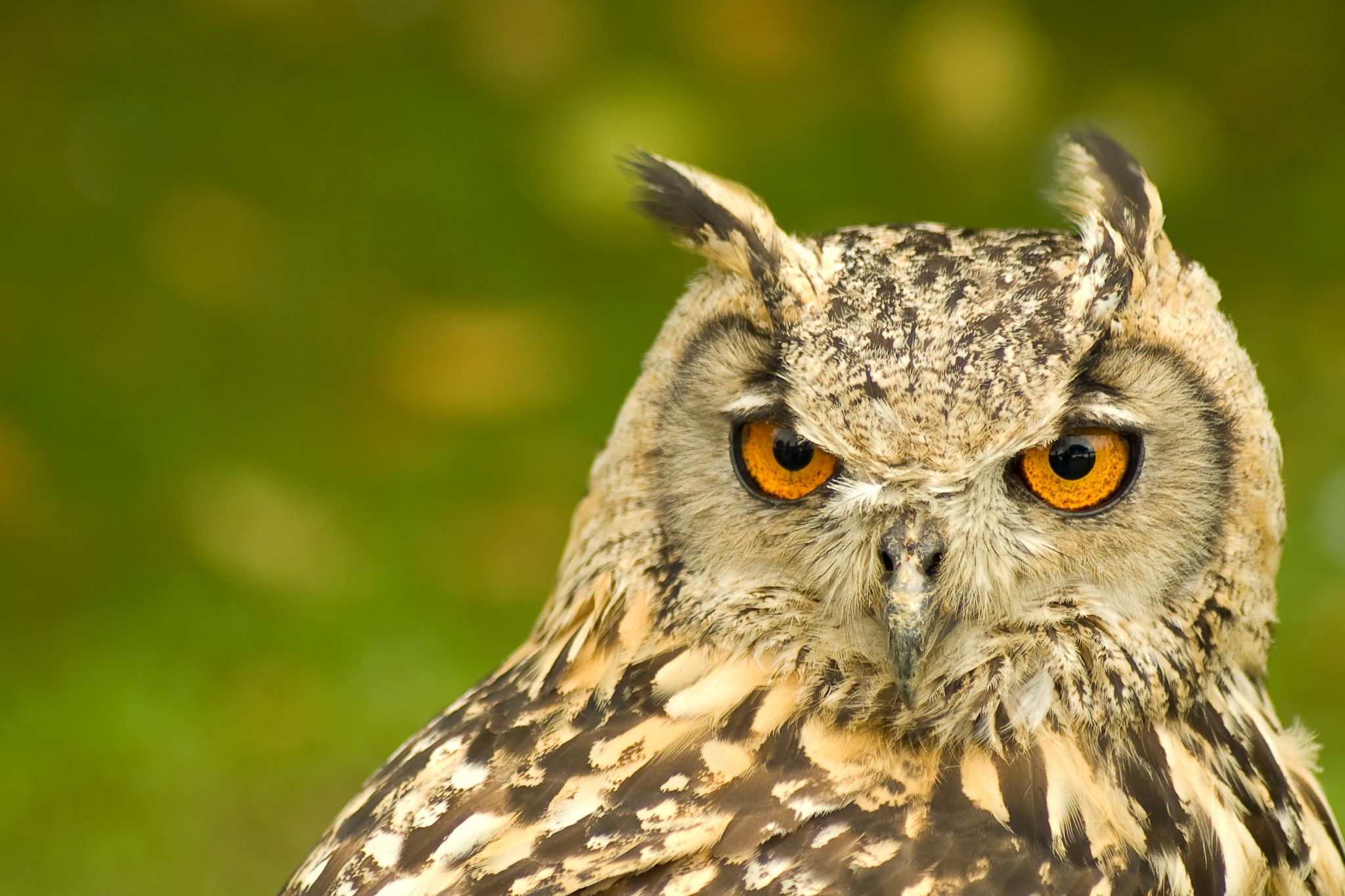 le regard d’un hibou