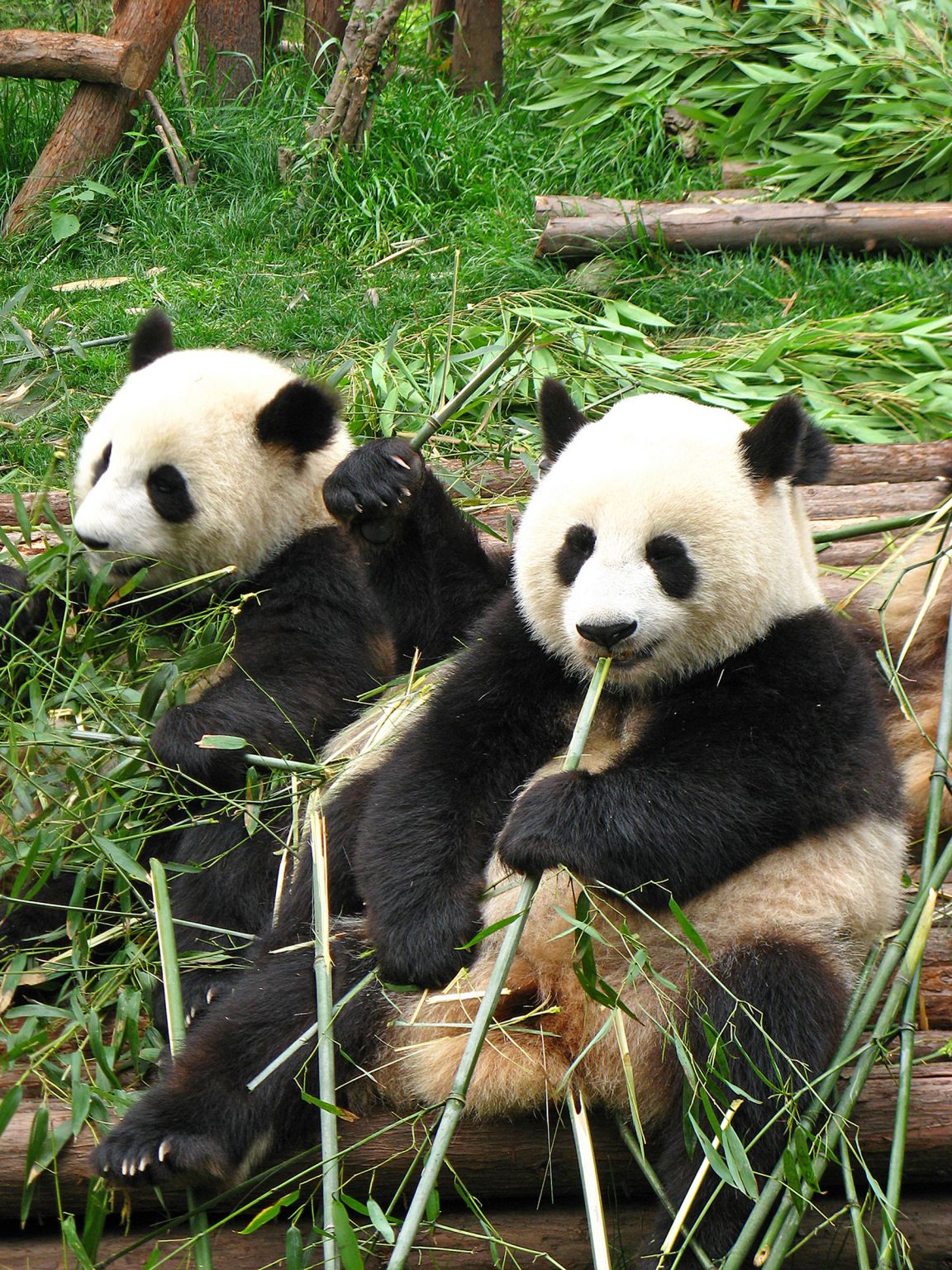 un couple de grands pandas dégustant du bambou