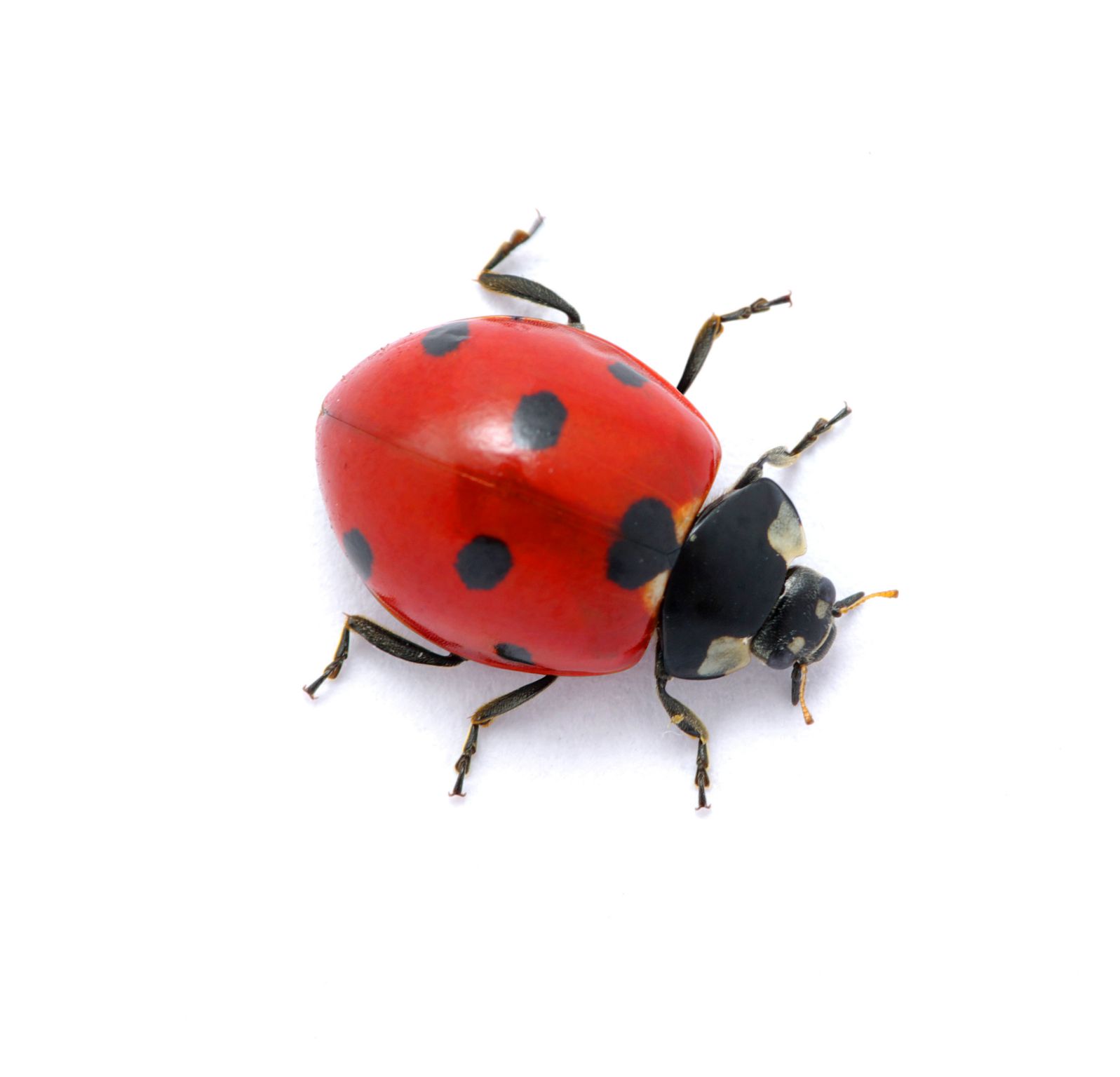 une coccinelle