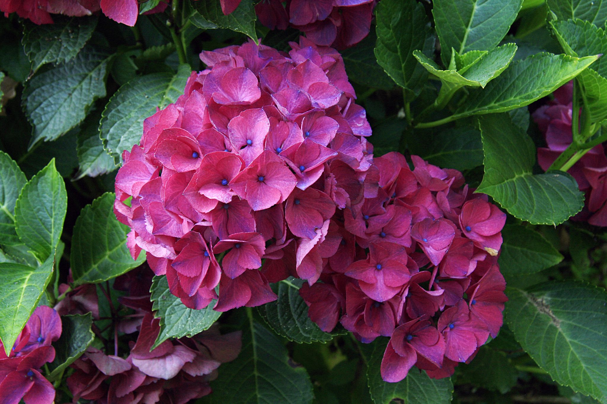 un hortensia rose