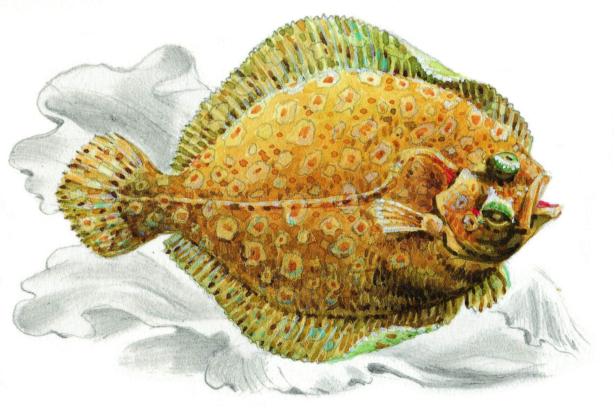 un turbot