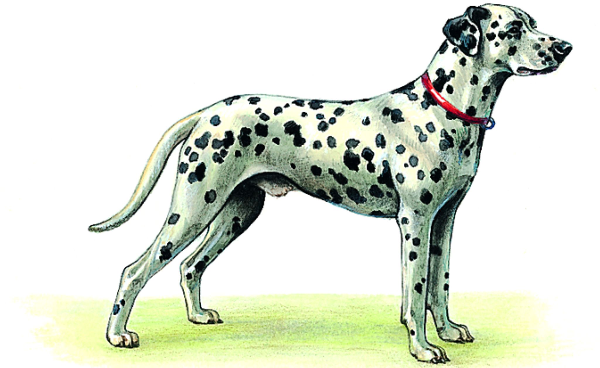 le pelage tacheté d’un dalmatien