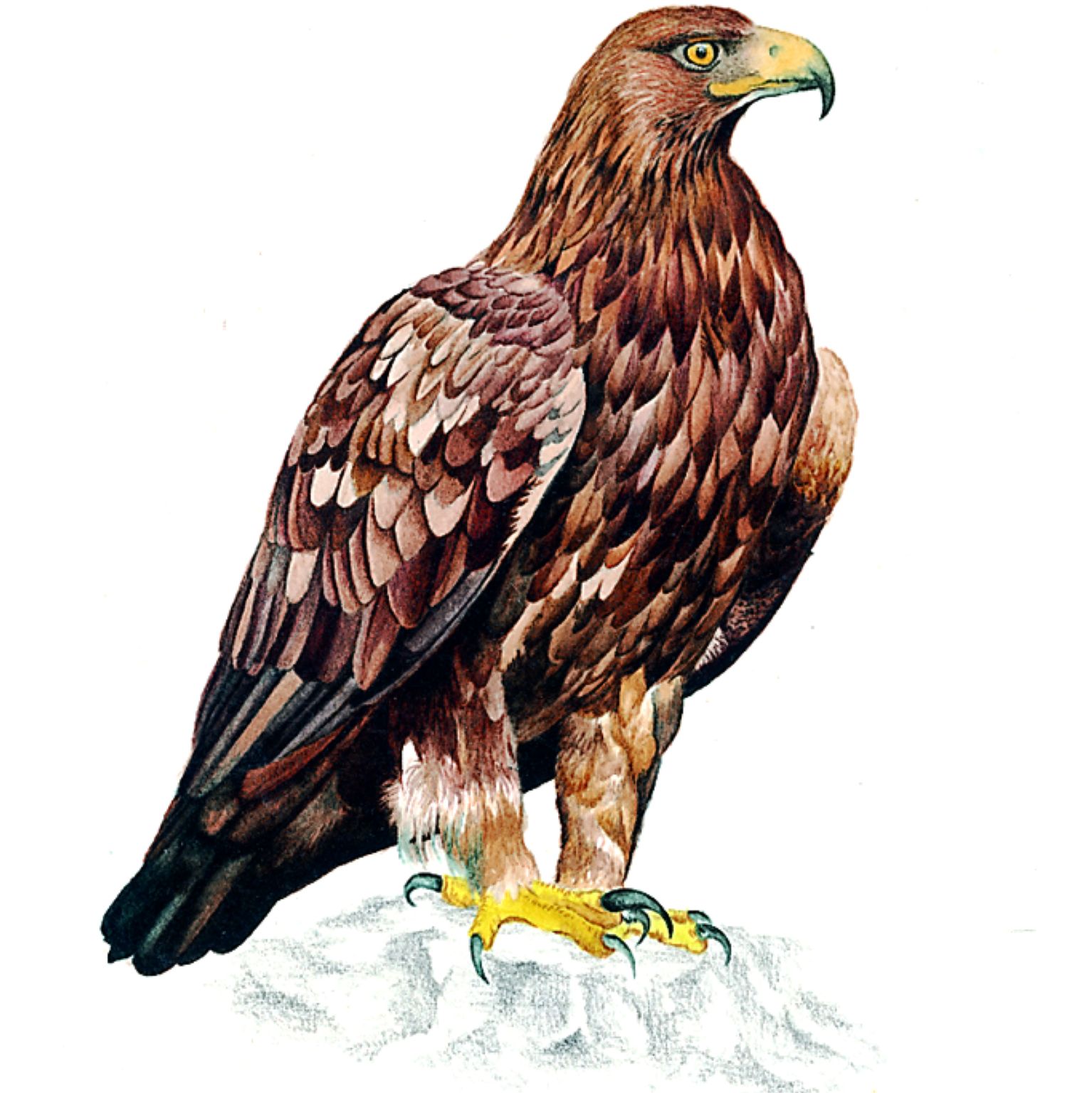 un aigle royal