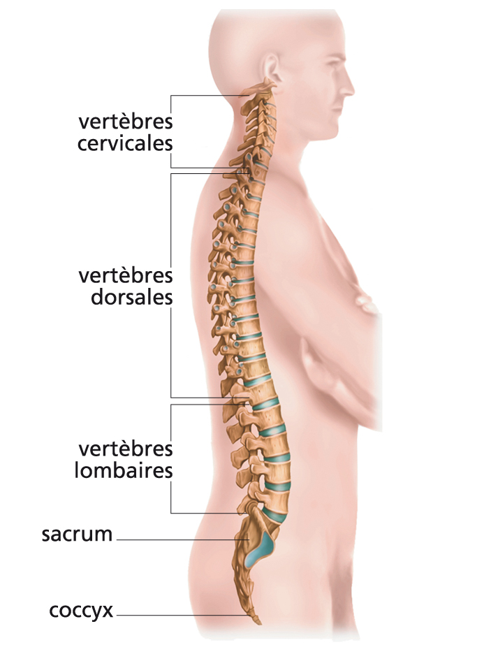 la colonne vertébrale