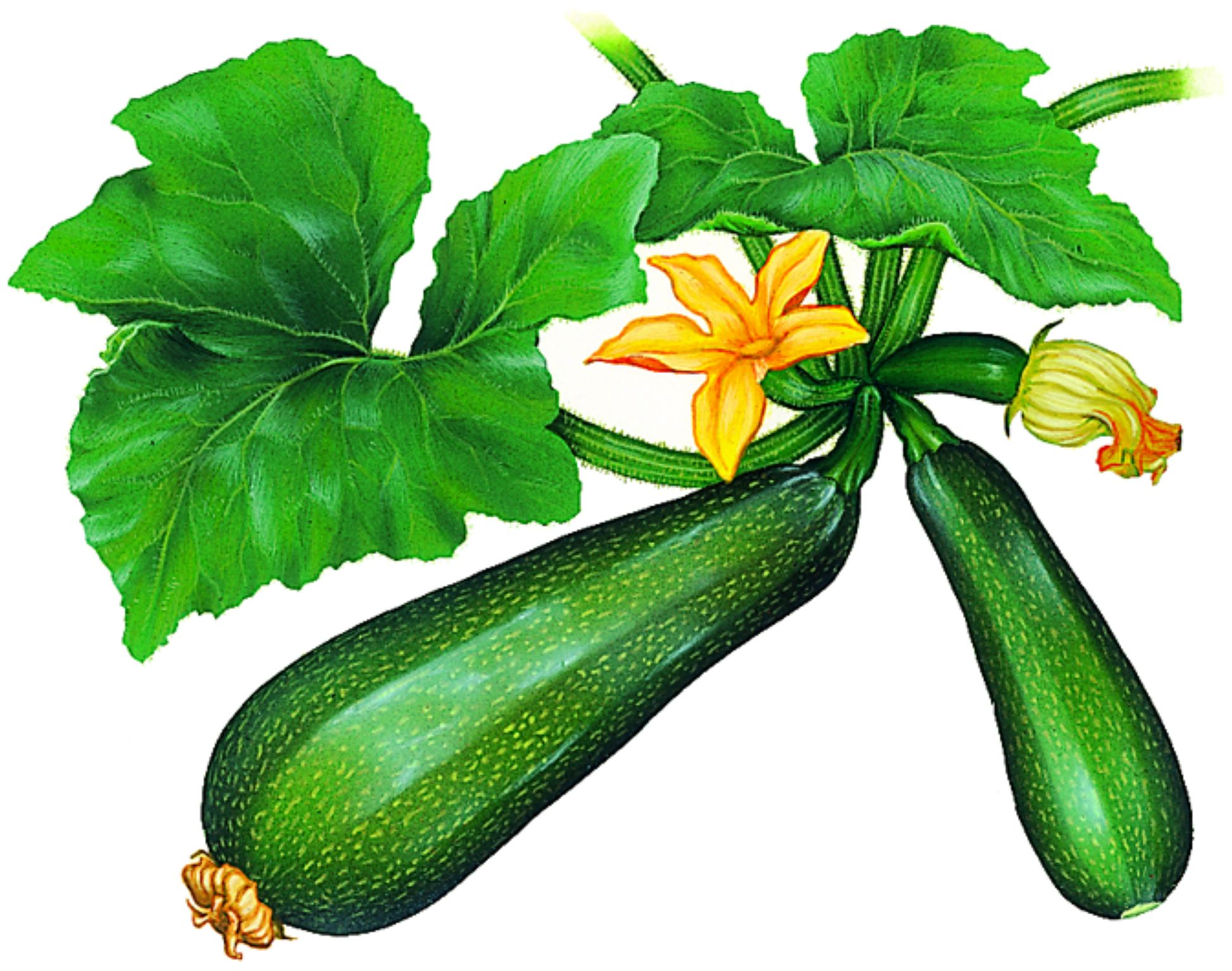 des courgettes