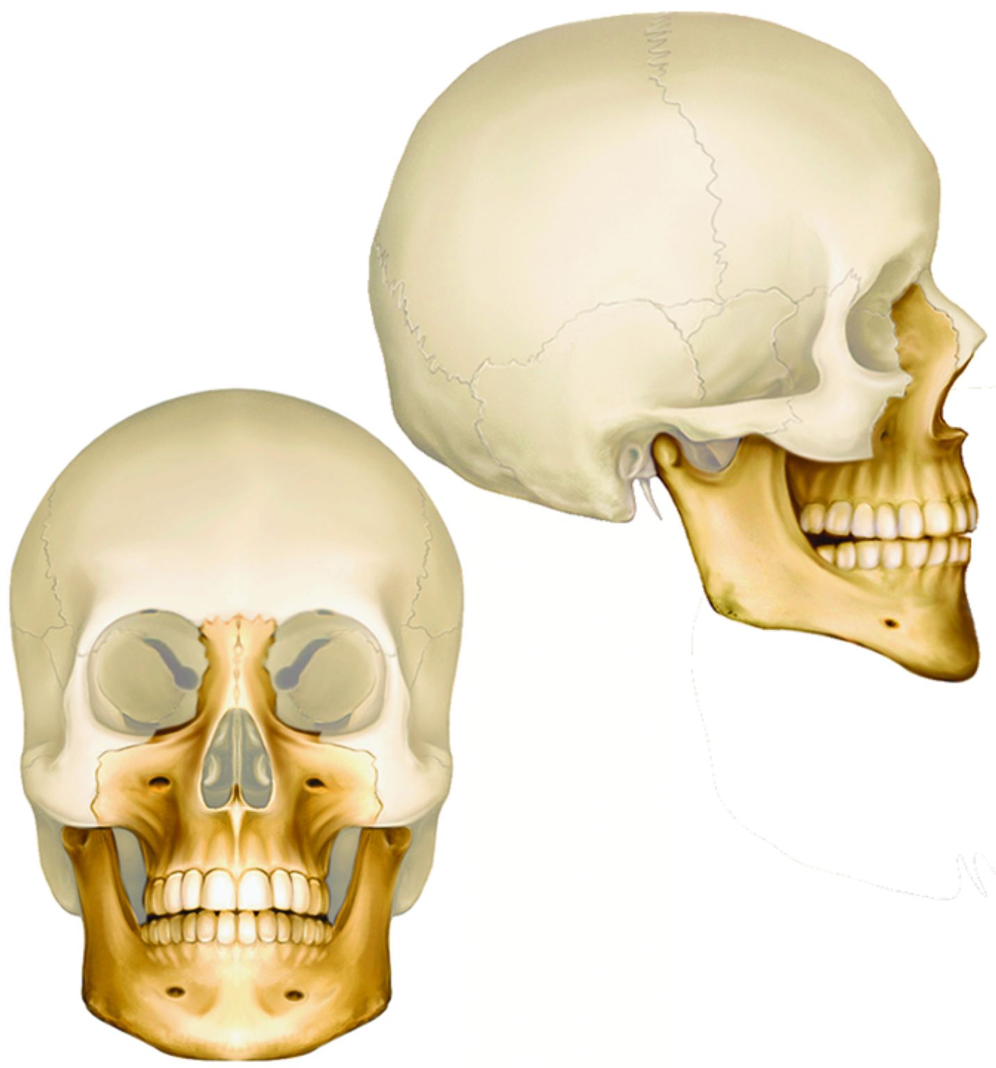 un crâne de face et de profil