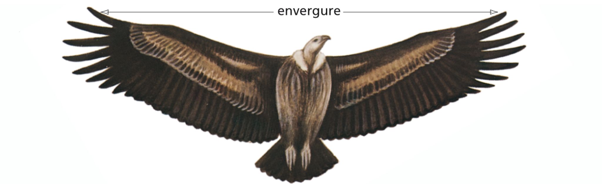 l’envergure d’un vautour