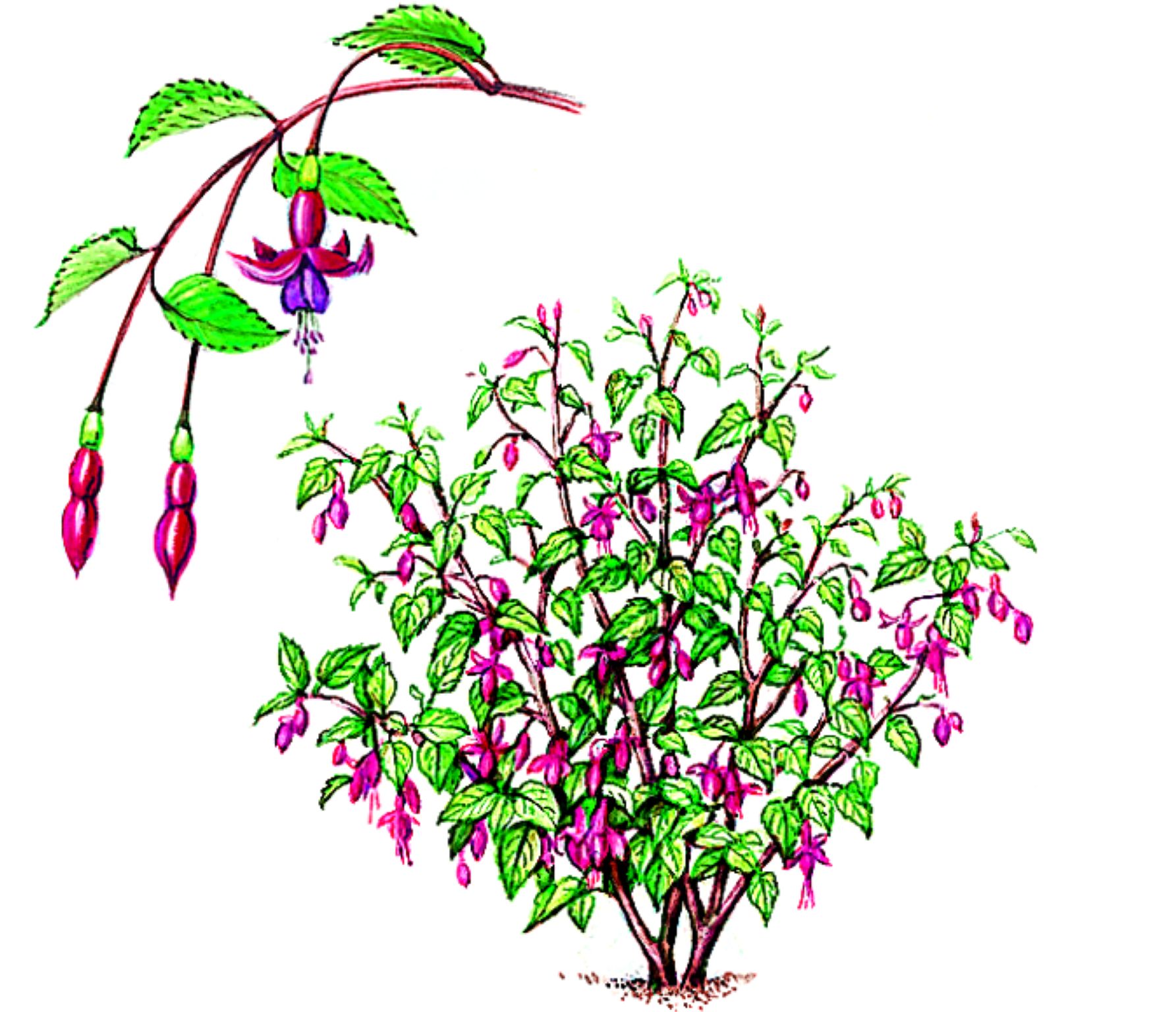 un fuchsia