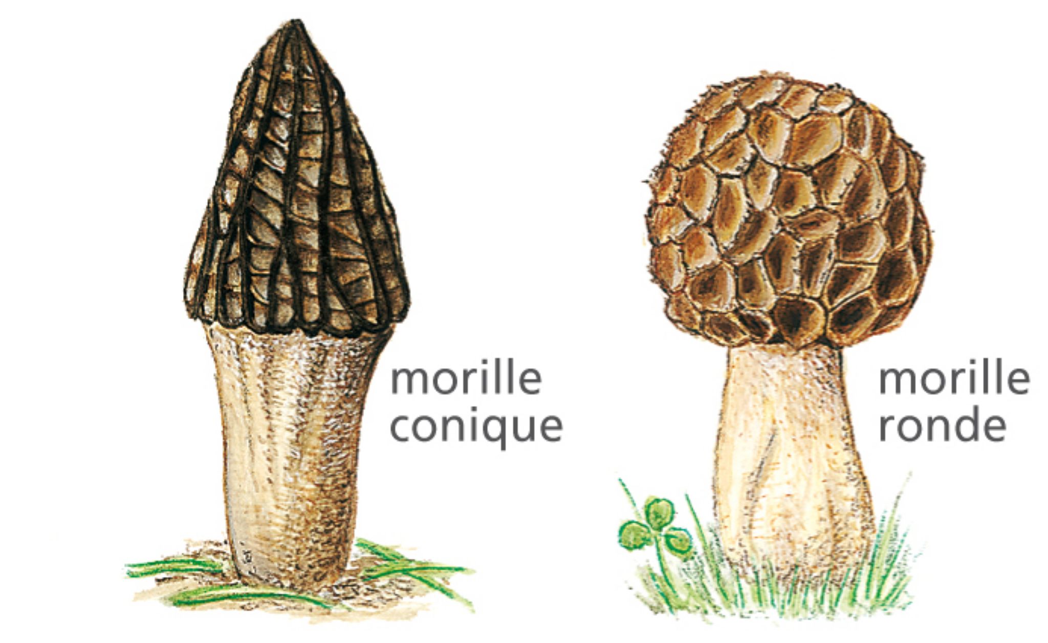 différentes morilles