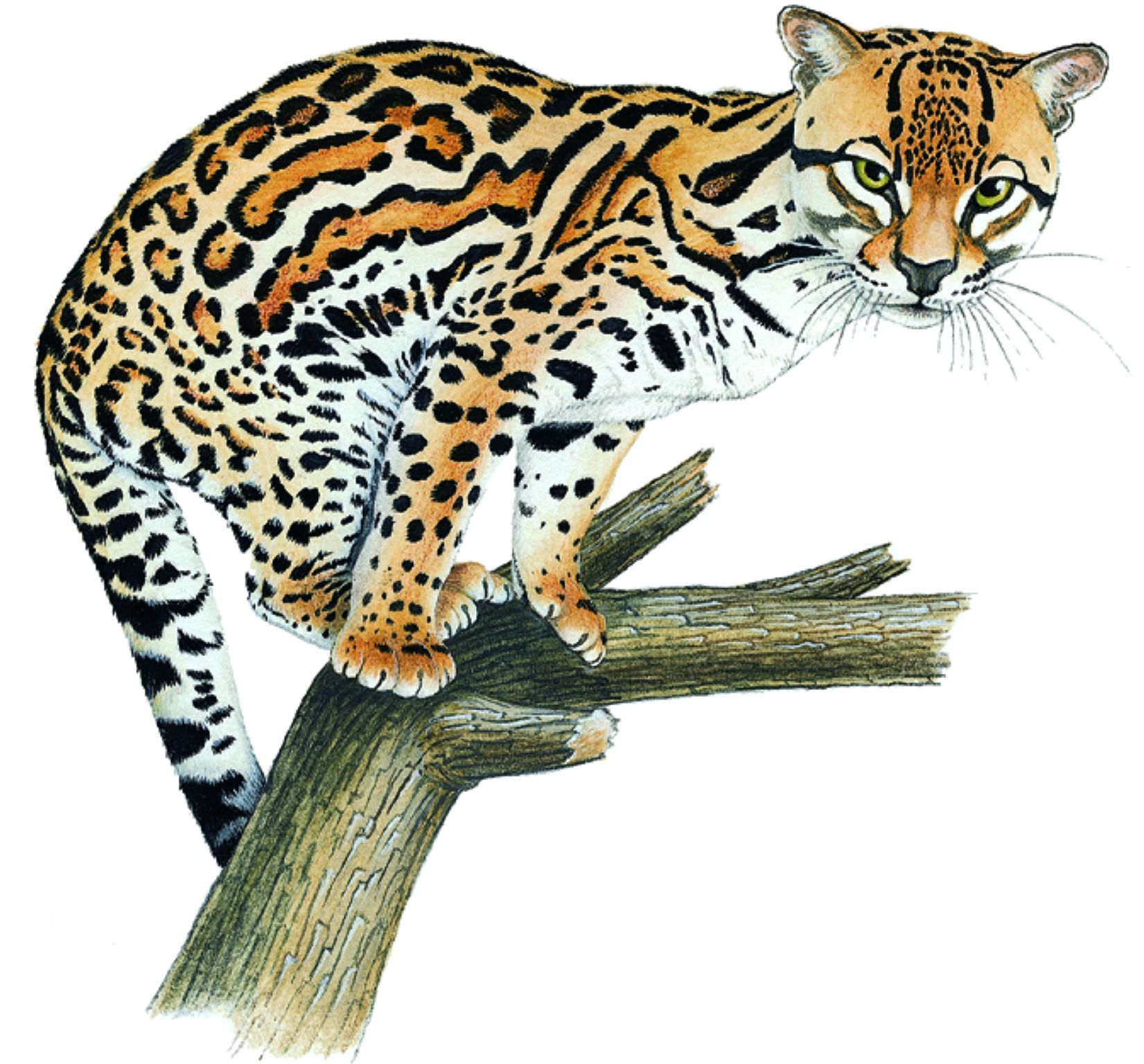 un ocelot