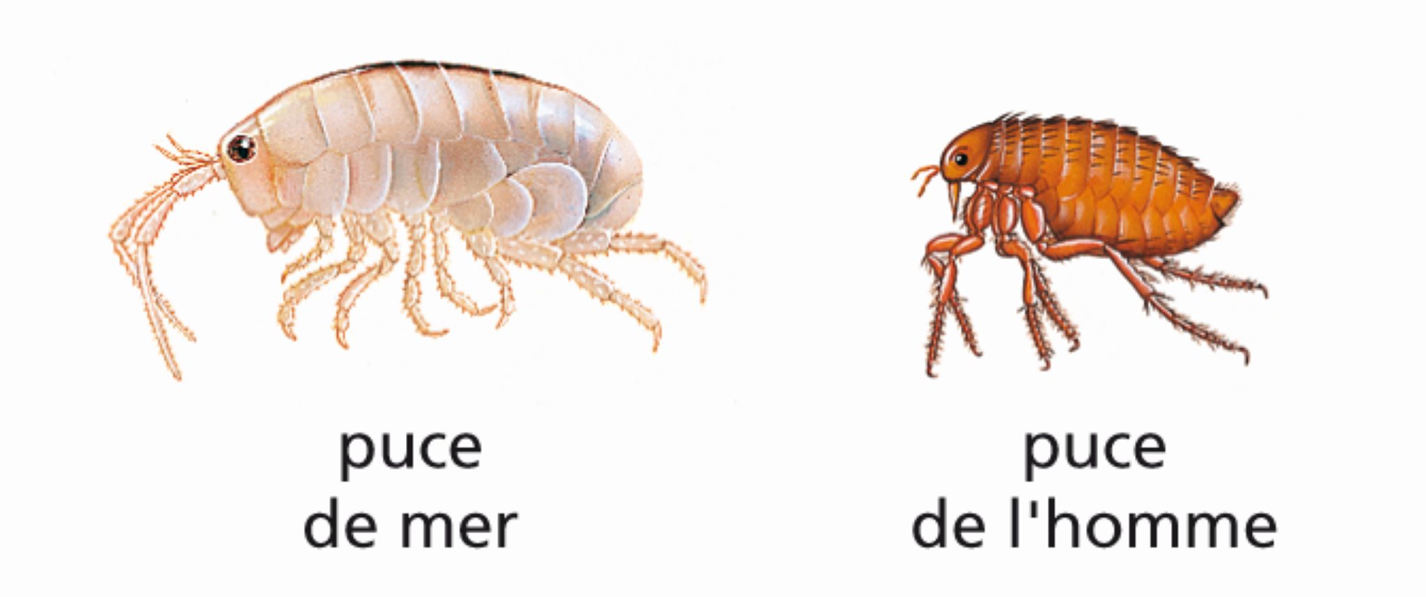 différentes sortes de puces