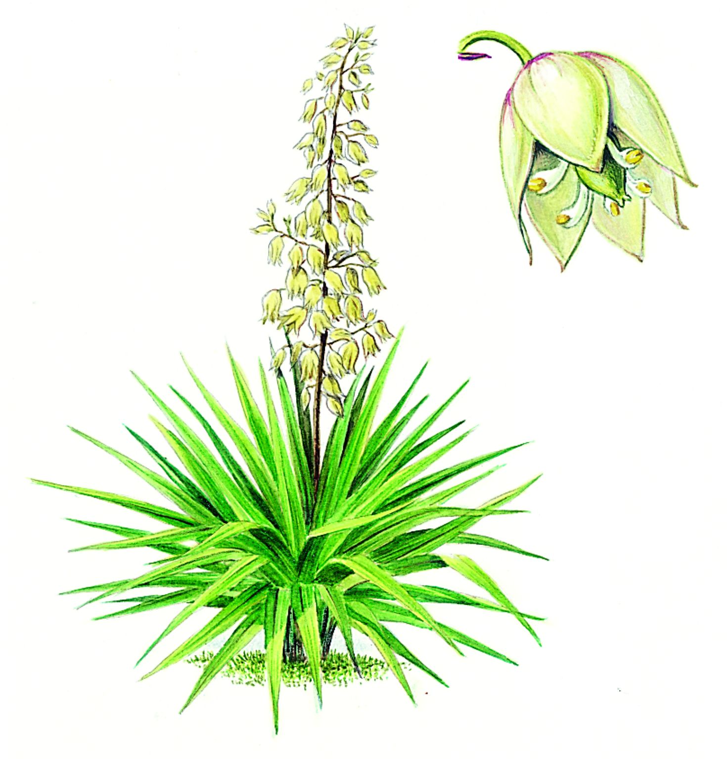 un yucca