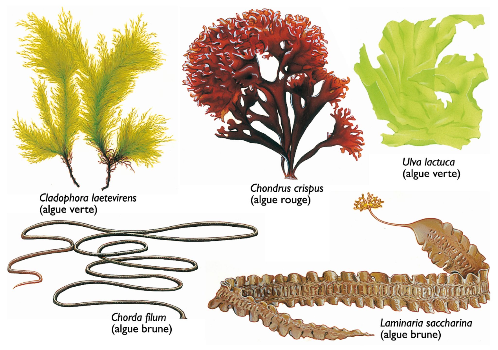 différentes algues