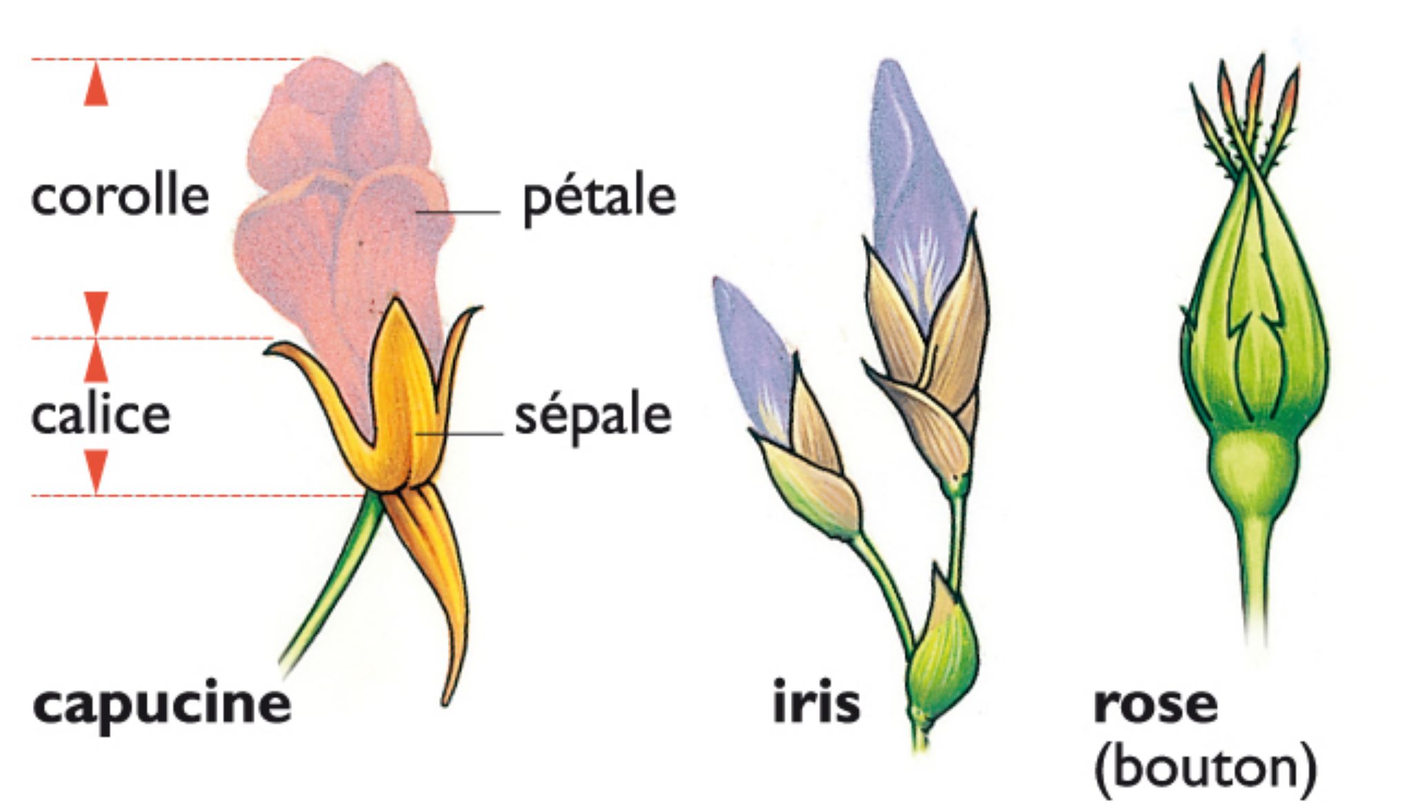 les calices de quelques fleurs