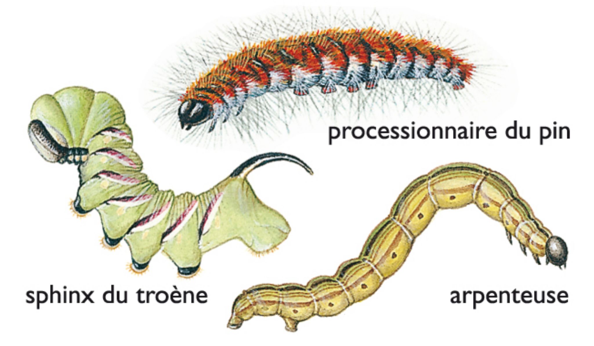 différentes chenilles