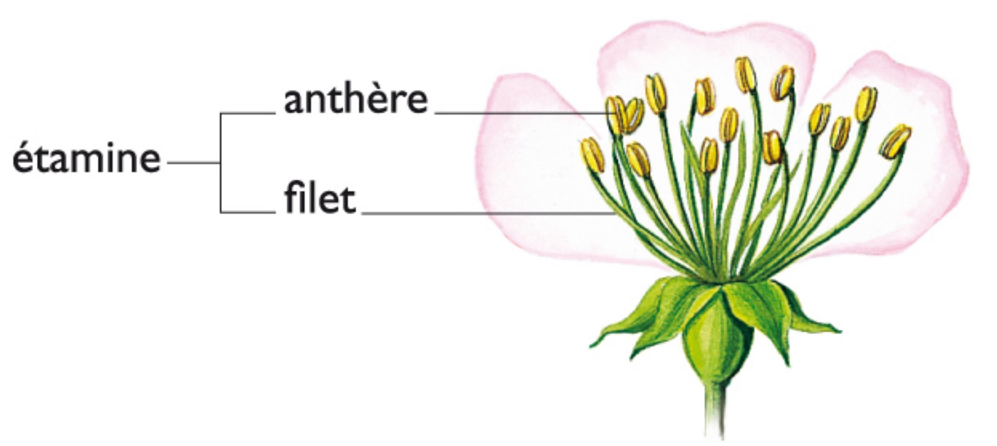 les étamines de fleur de pommier