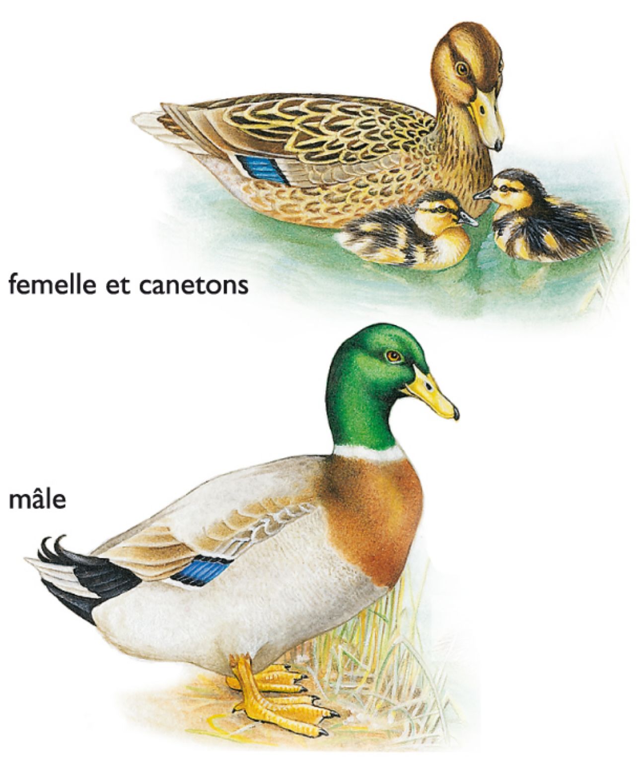 des colverts mâle et femelle et leurs canetons