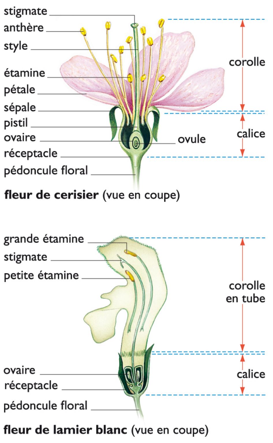 les éléments d’une fleur