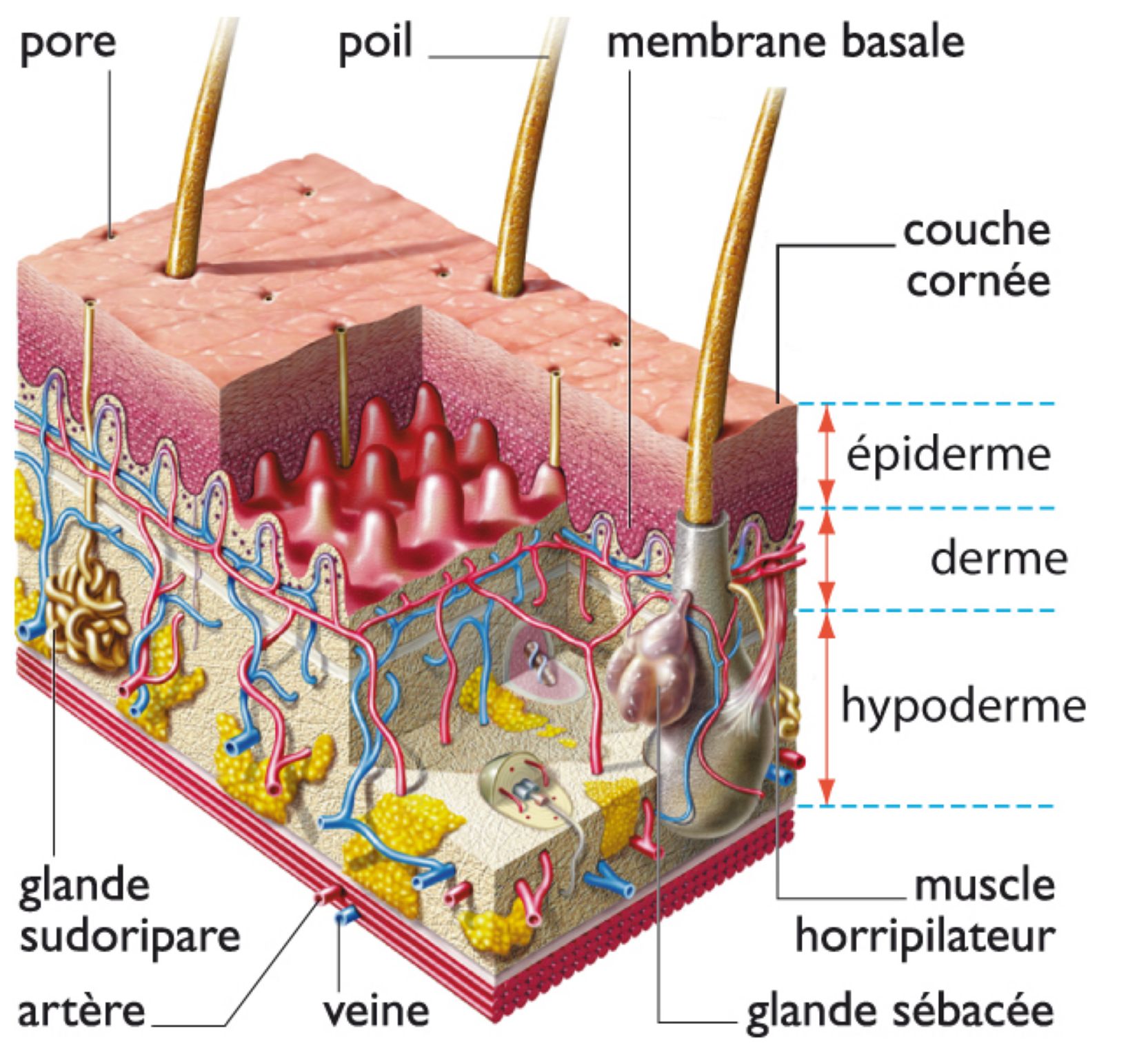 la structure de la peau