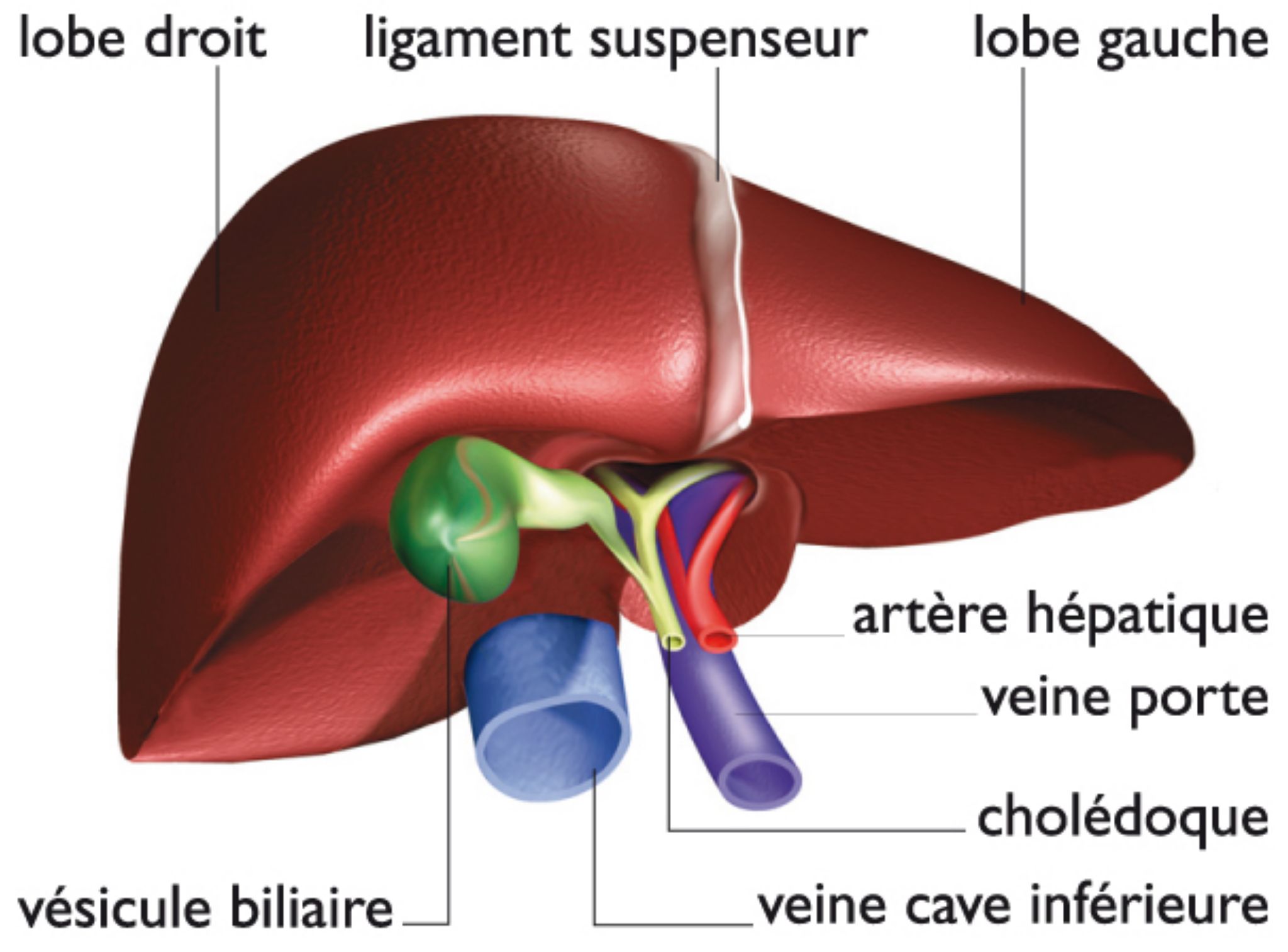 le foie et la vésicule biliaire