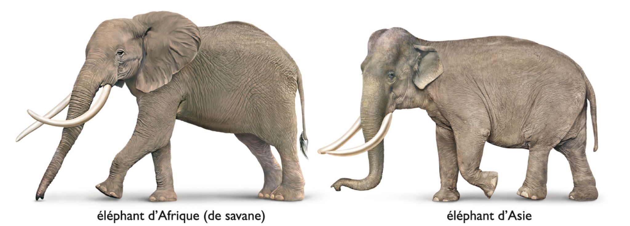 différences entre un éléphant d’Afrique et un éléphant d’Asie (mâles)