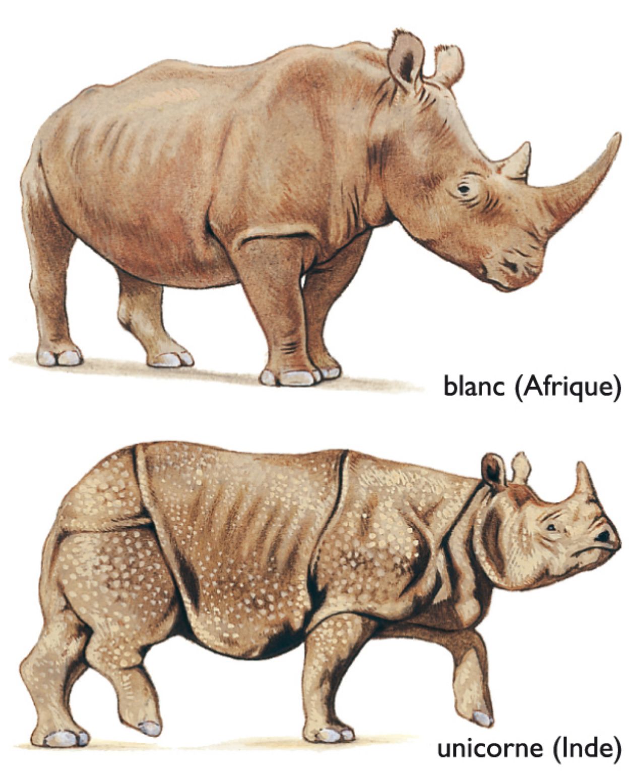 des rhinocéros