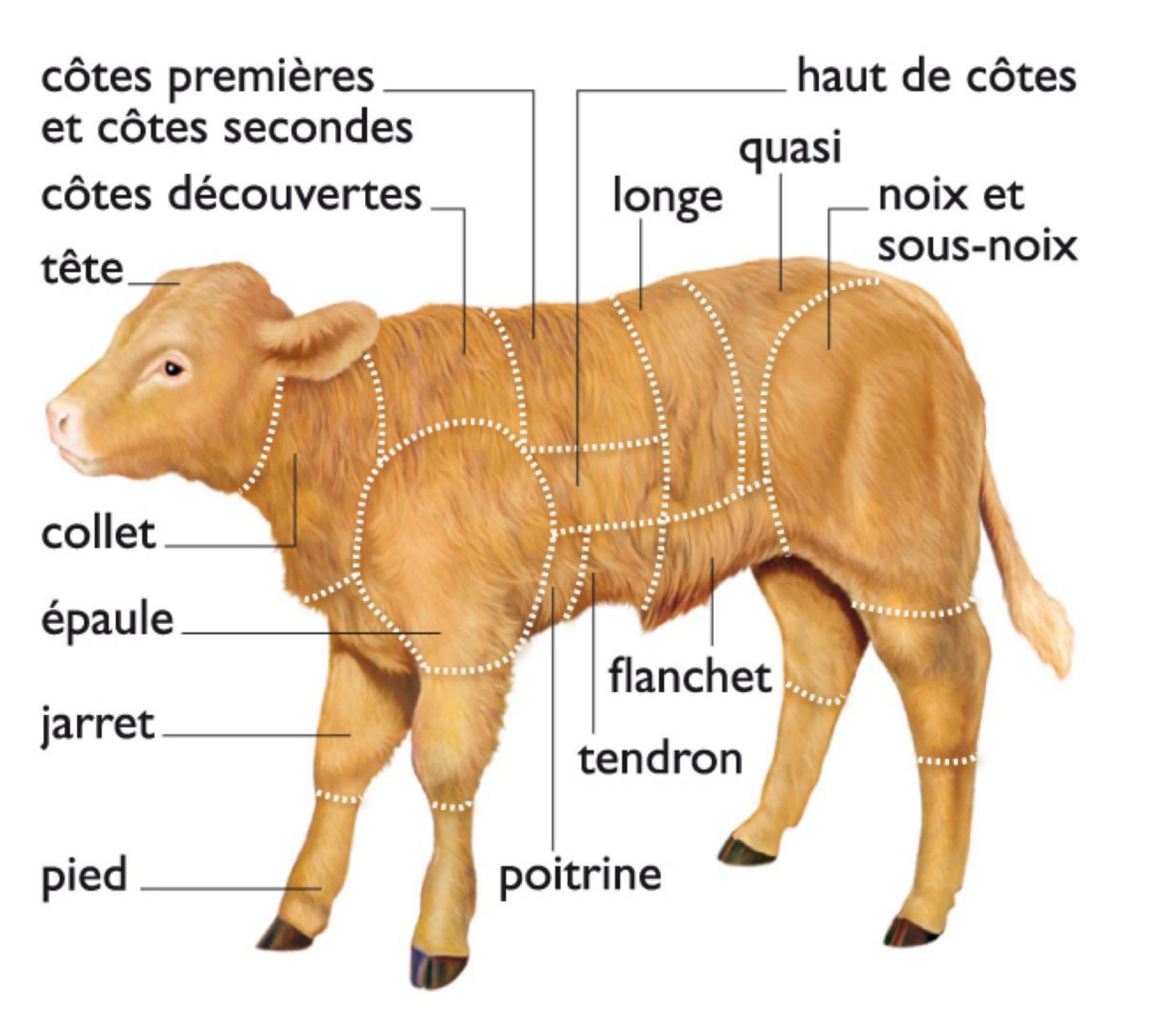 les morceaux de boucherie du veau