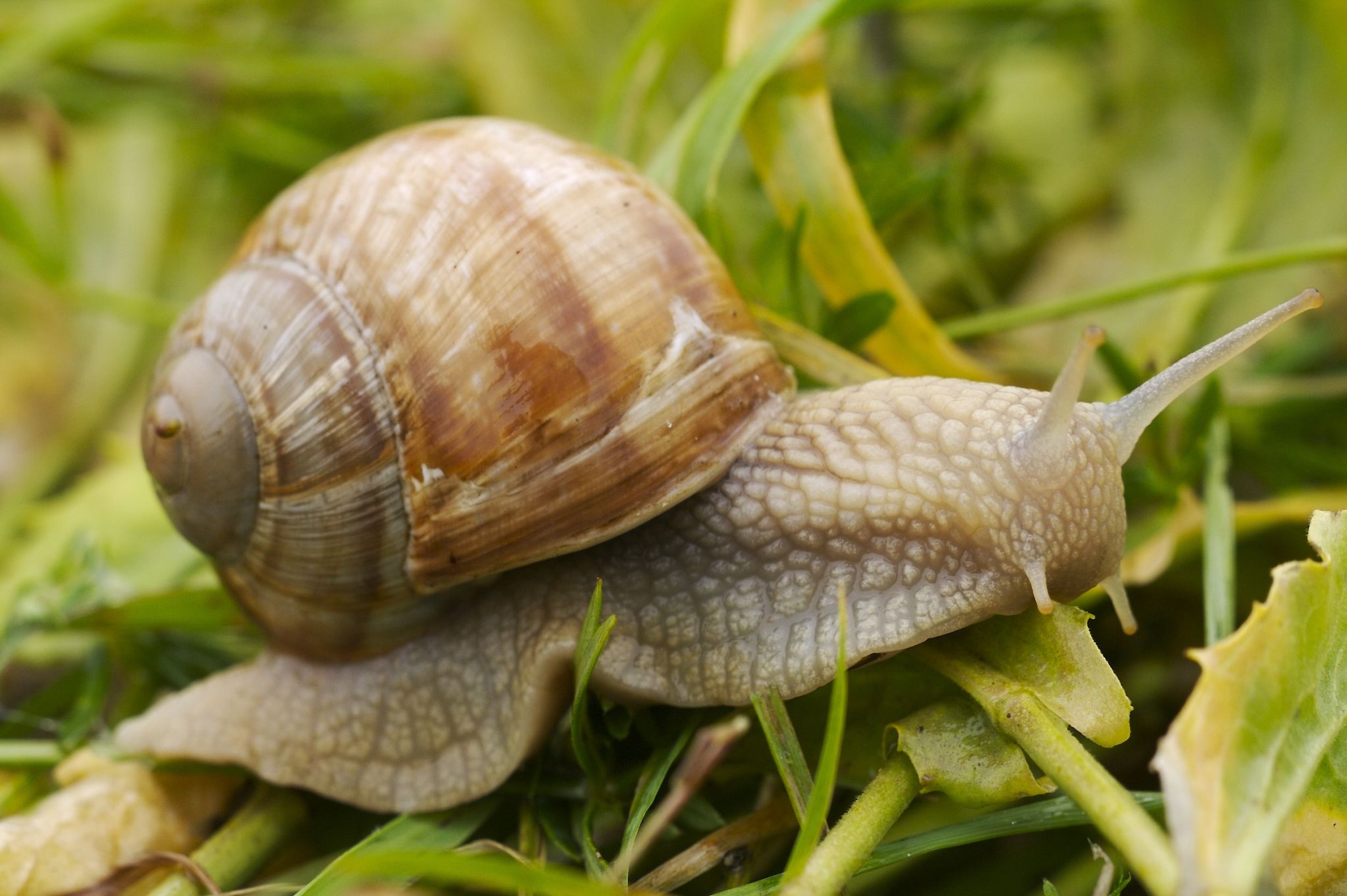 un escargot