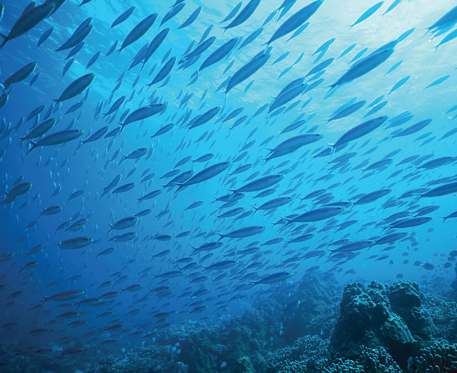 un banc de poissons dans l’océan