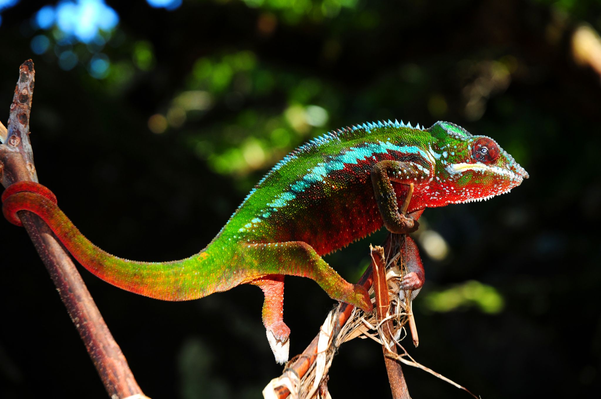 le caméléon panthère, un reptile originaire de Madagascar