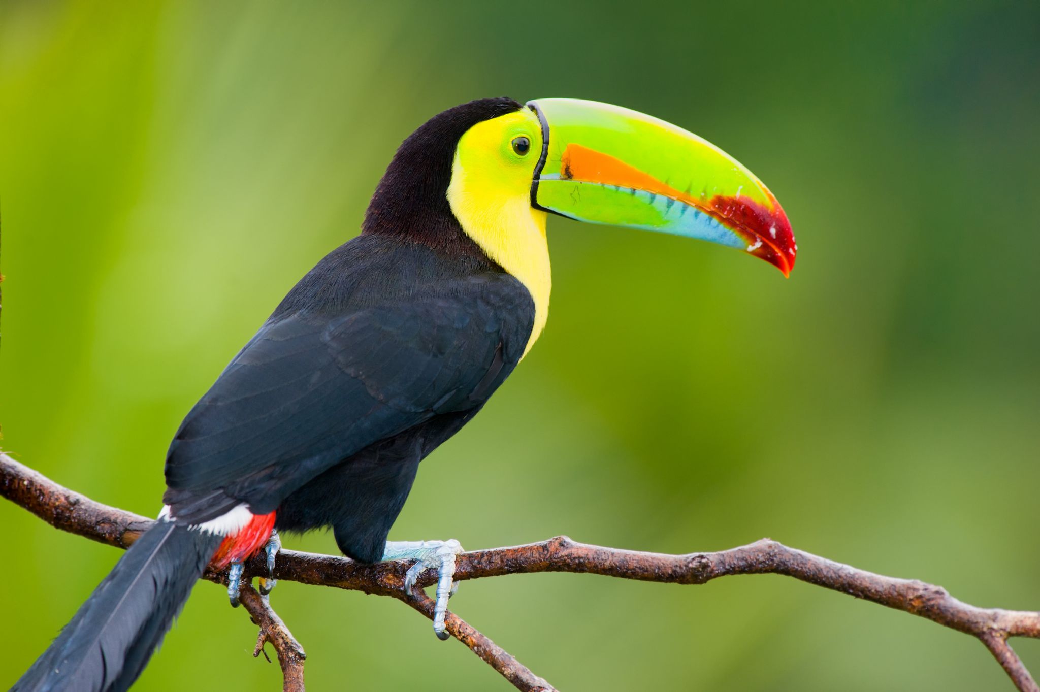 un toucan