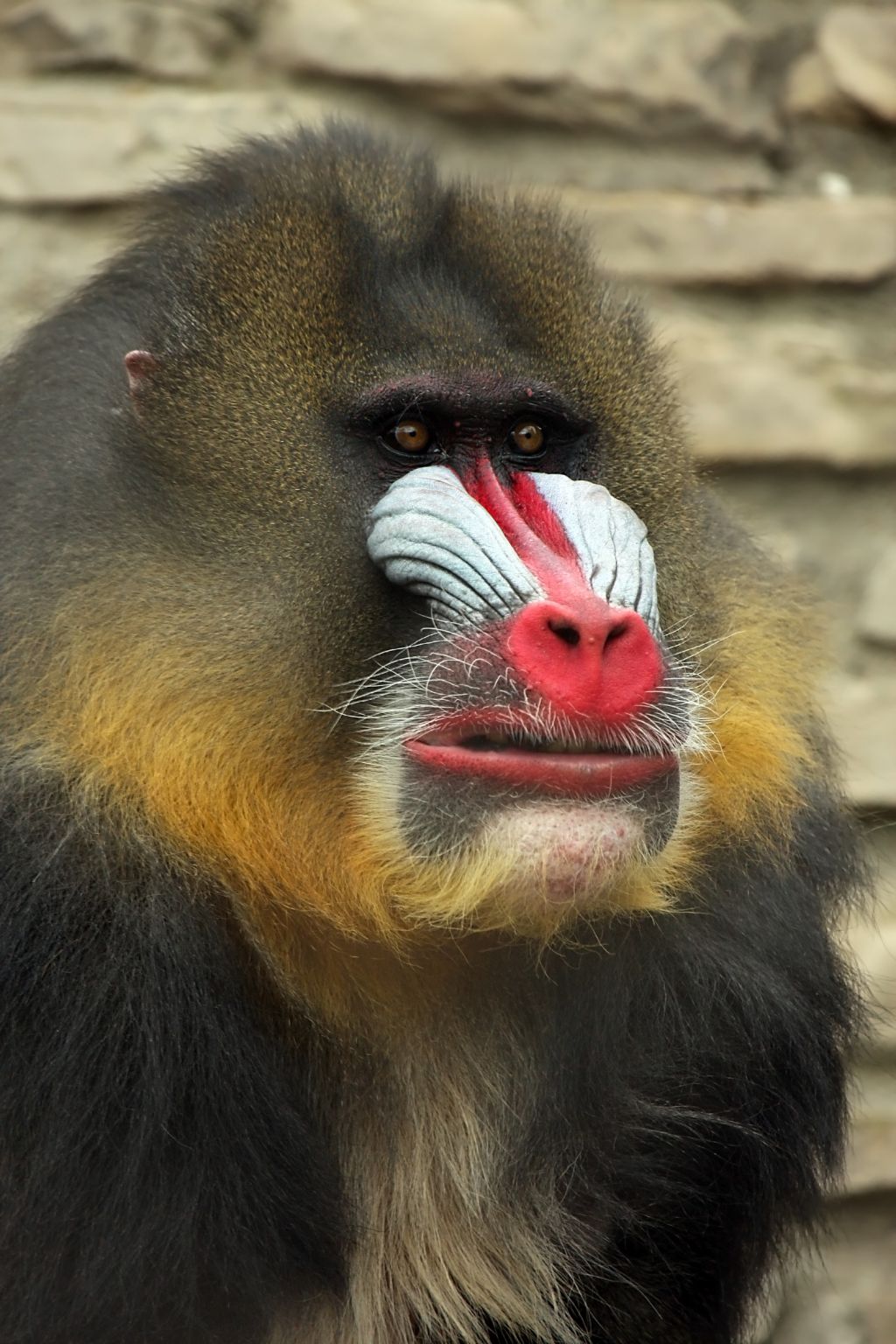 un mandrill