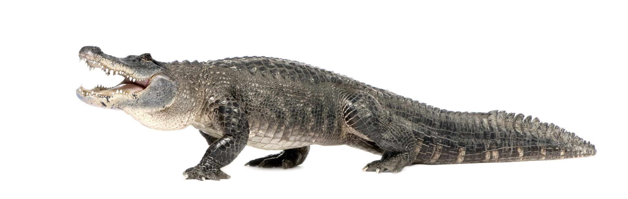 un alligator