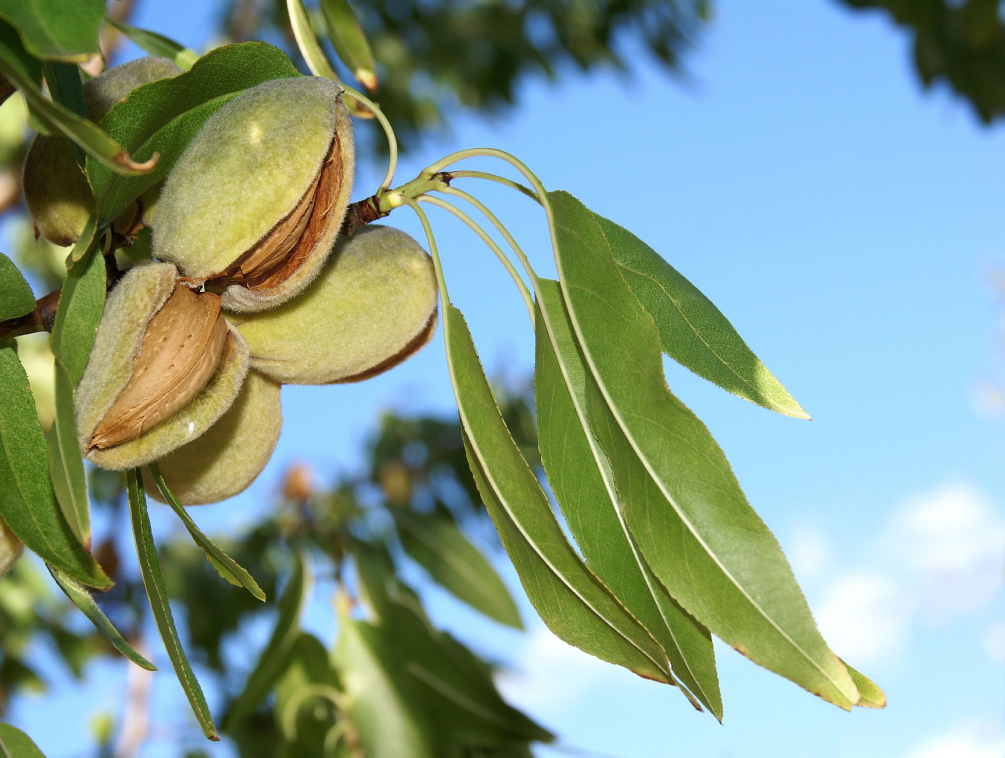 des amandes sur l’arbre