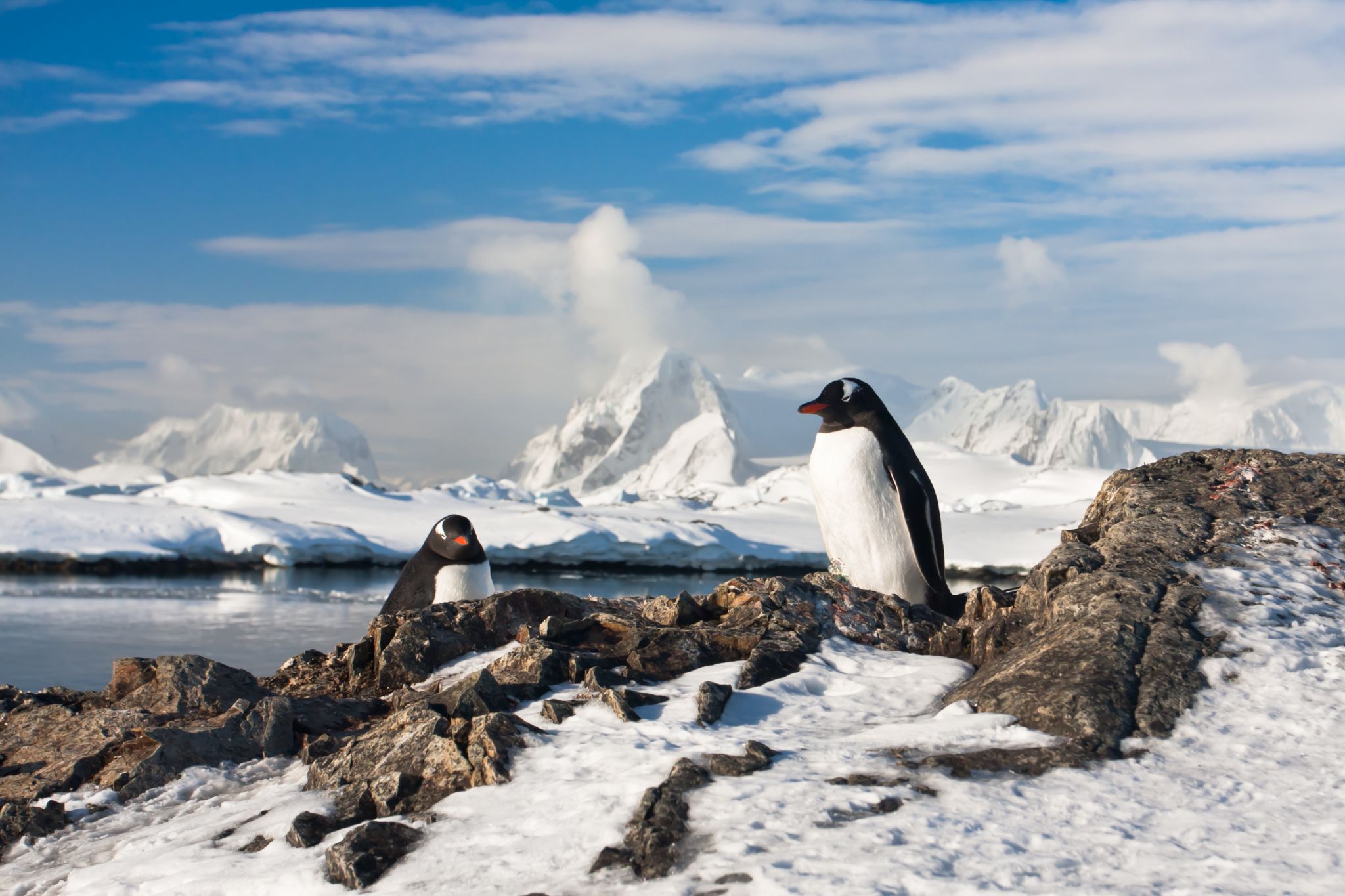 paysage antarctique avec des manchots