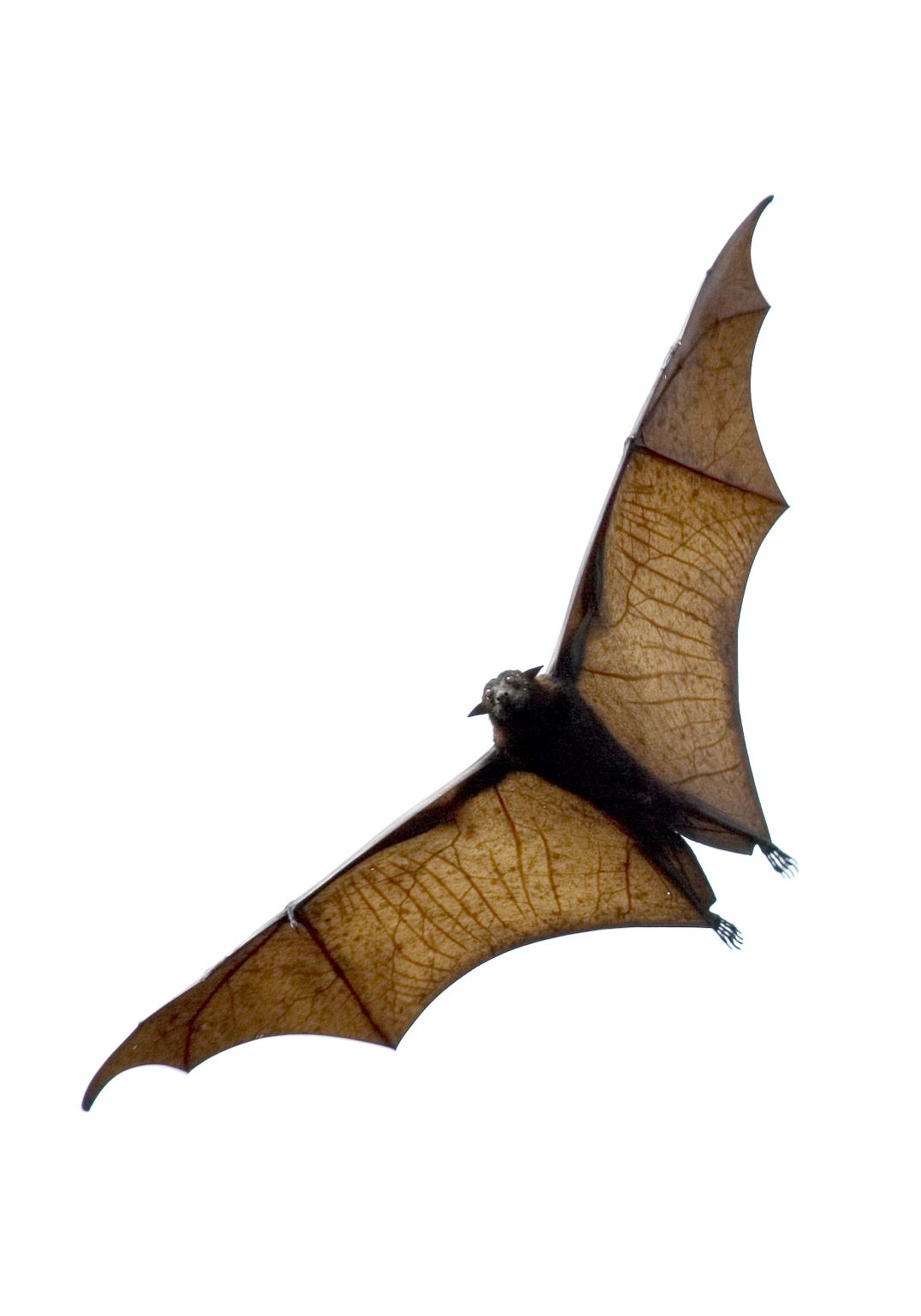 une chauve-souris (roussette ou renard volant)