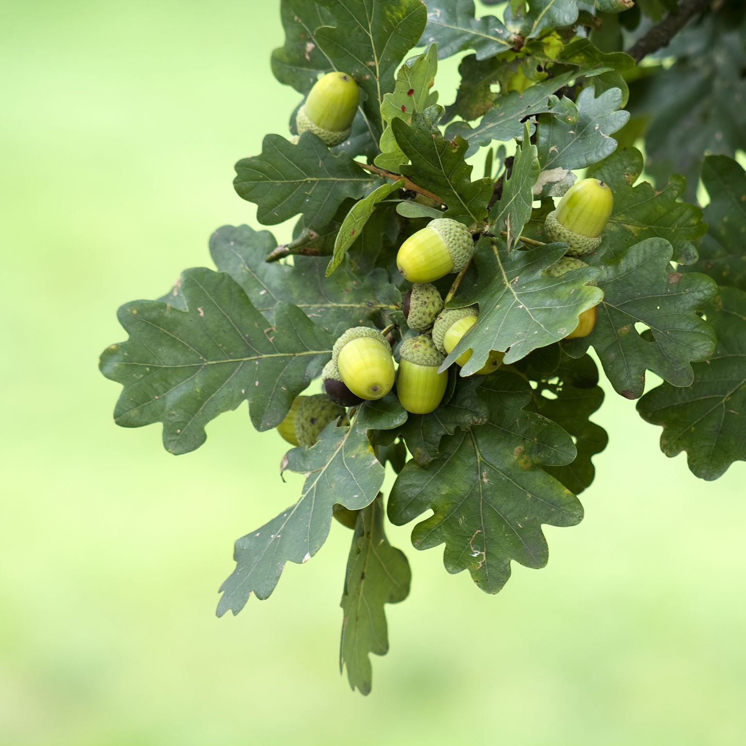 des glands sur une branche de chêne