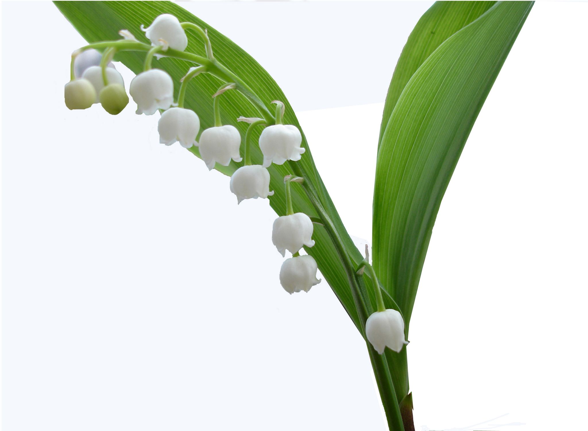 des clochettes de muguet