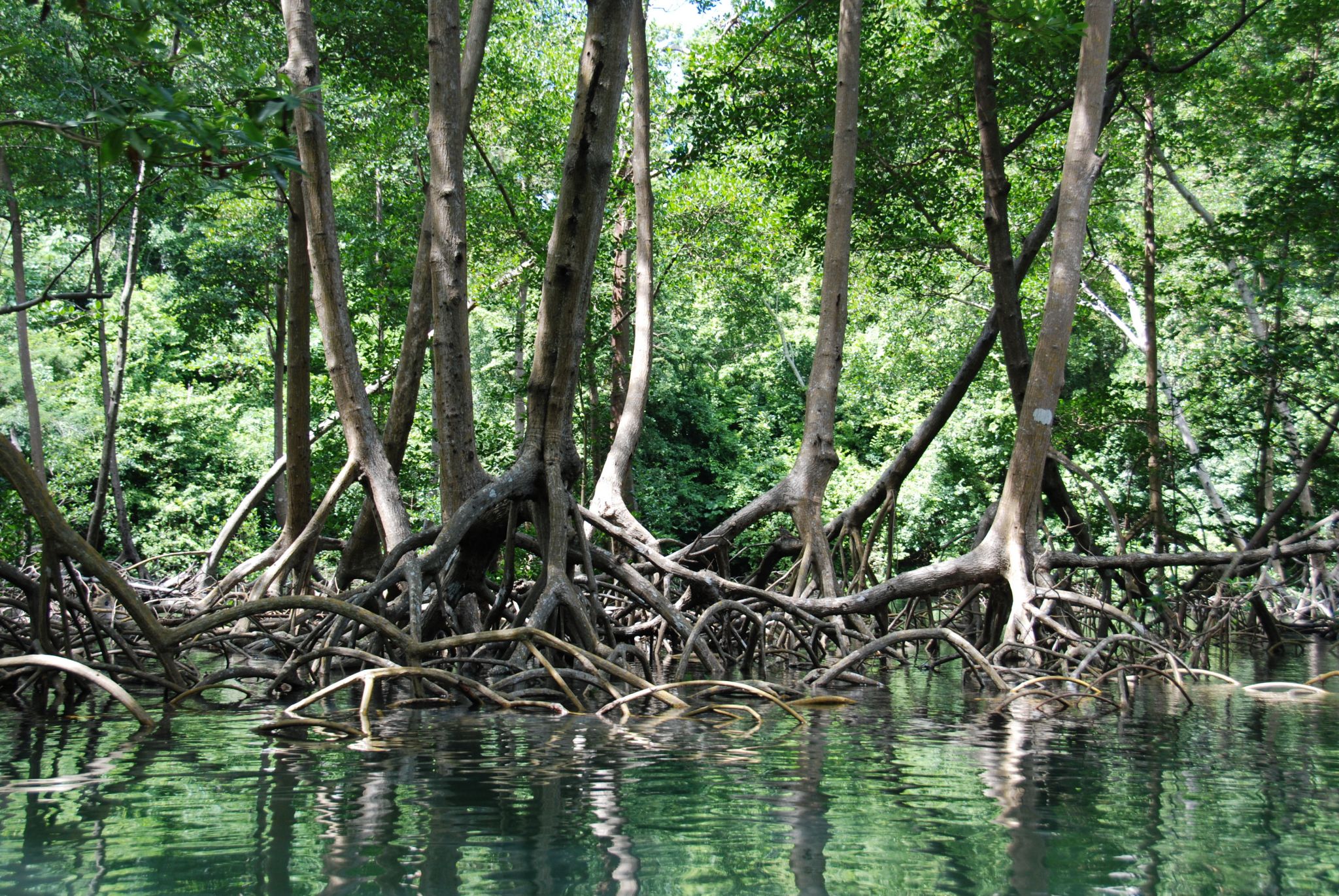 une mangrove (République dominicaine)