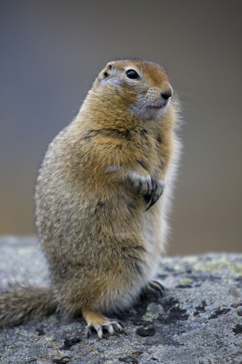 une marmotte