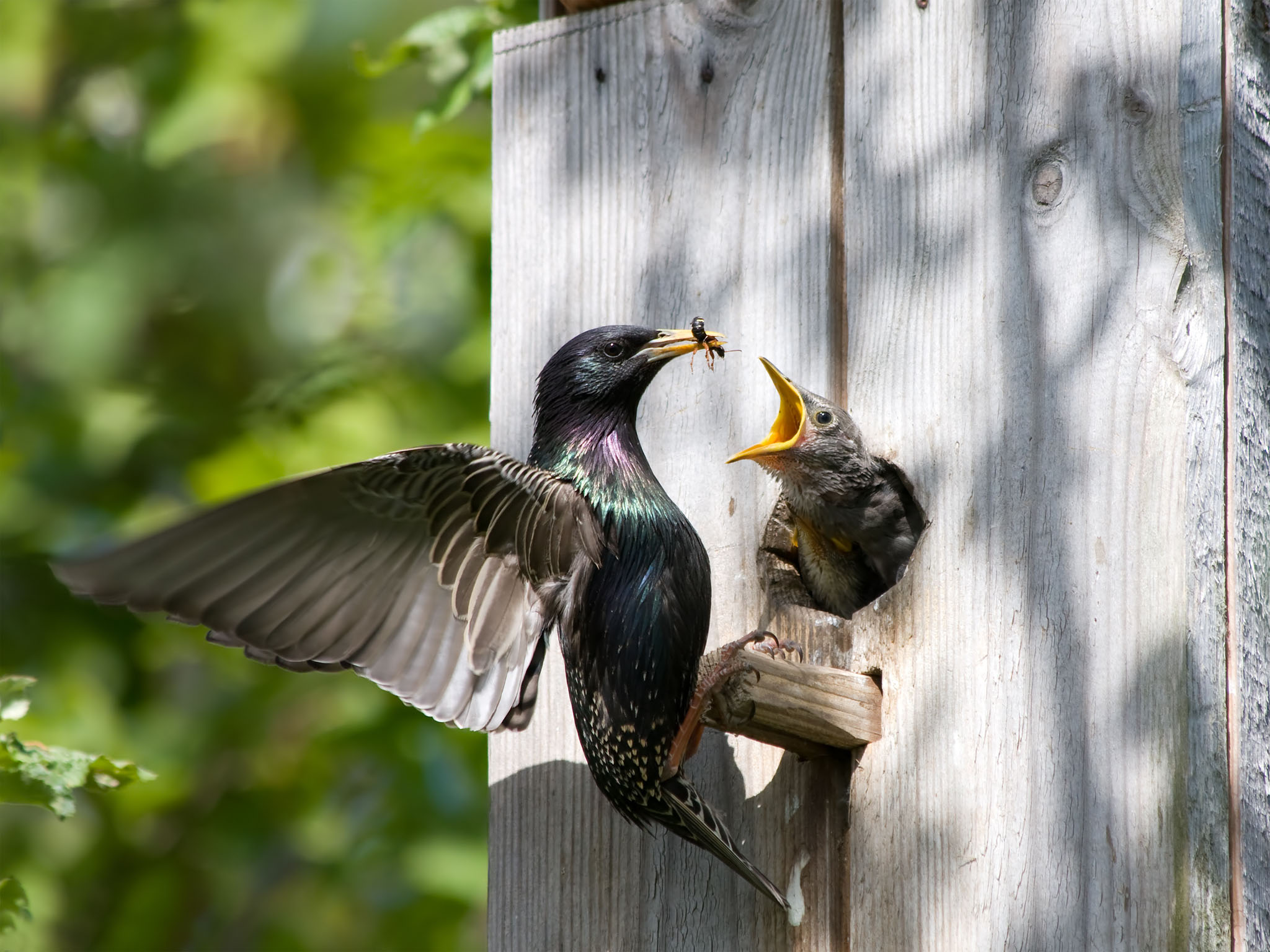 un oiseau donnant la becquée à son petit