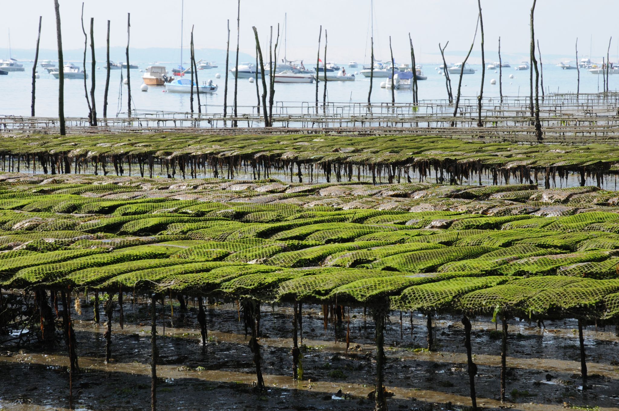 des installations d’ostréiculture pour l’élevage des huîtres (Gironde, Aquitaine)