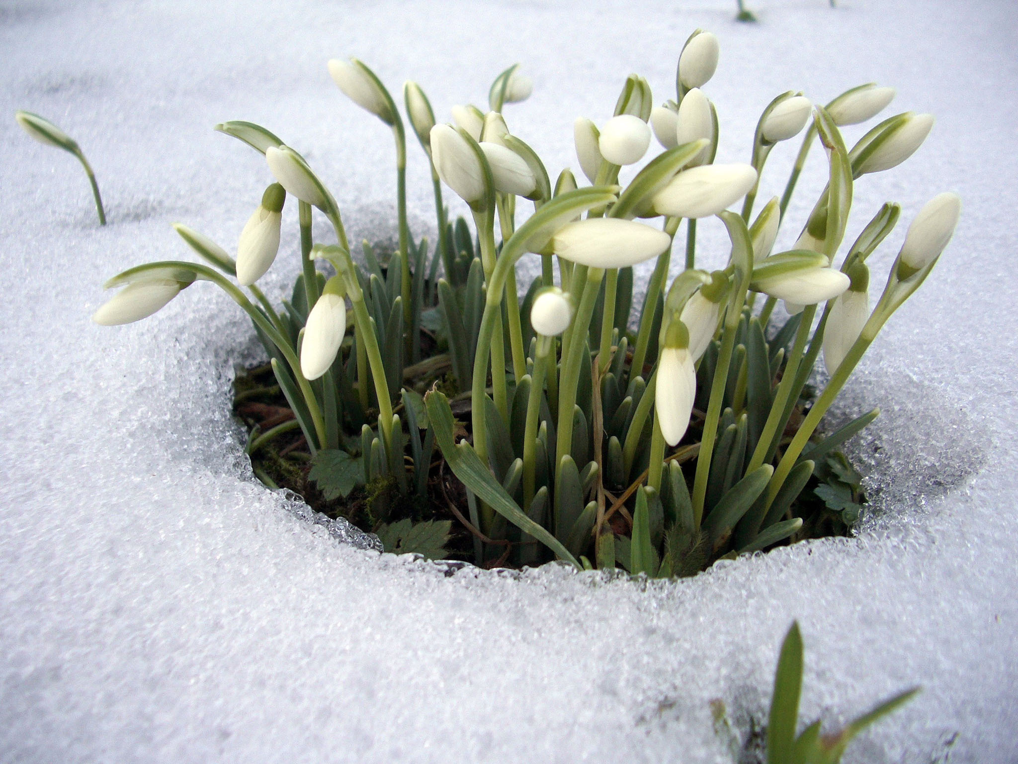 des perce-neige