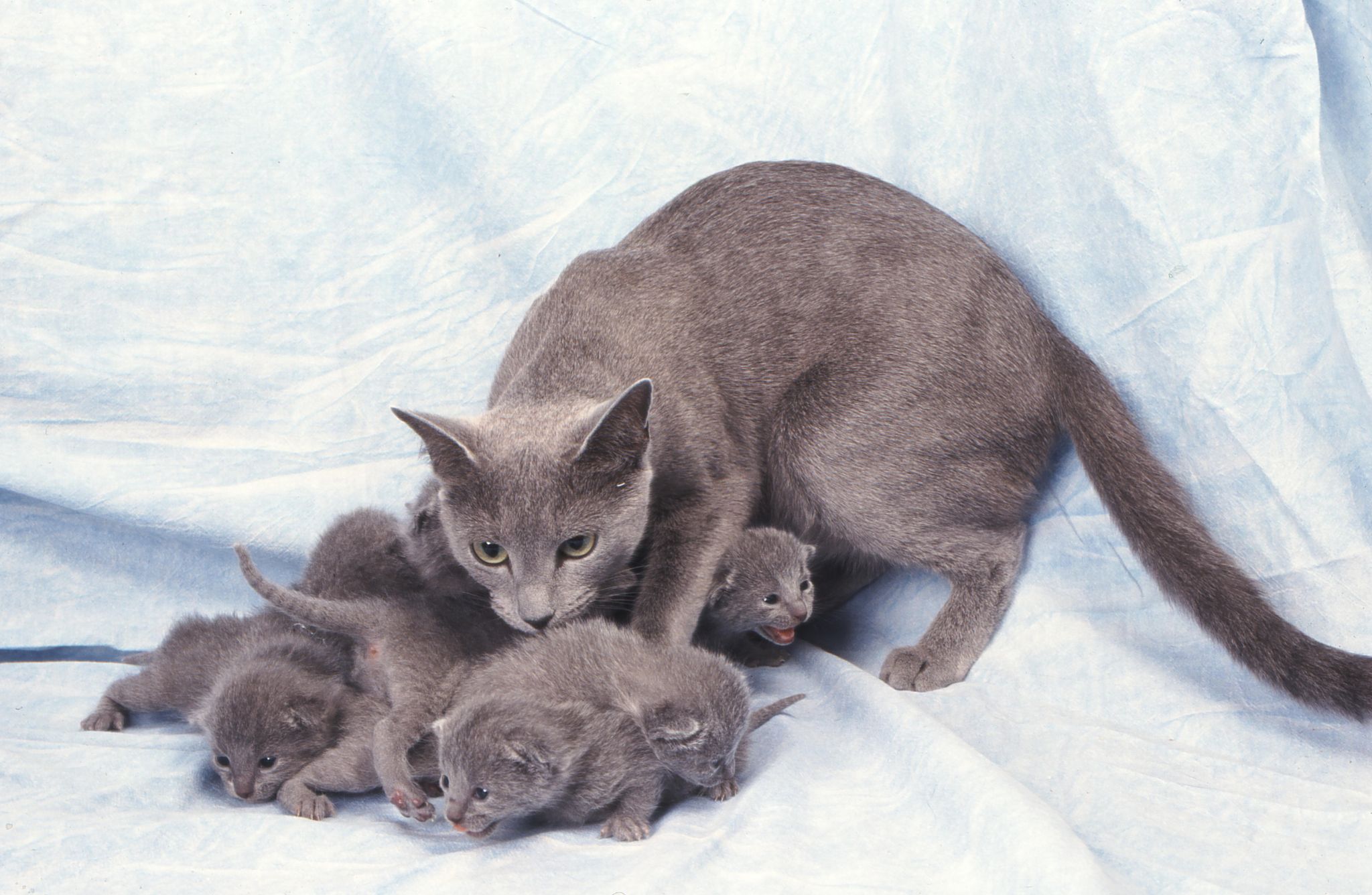 une chatte et sa portée de chatons