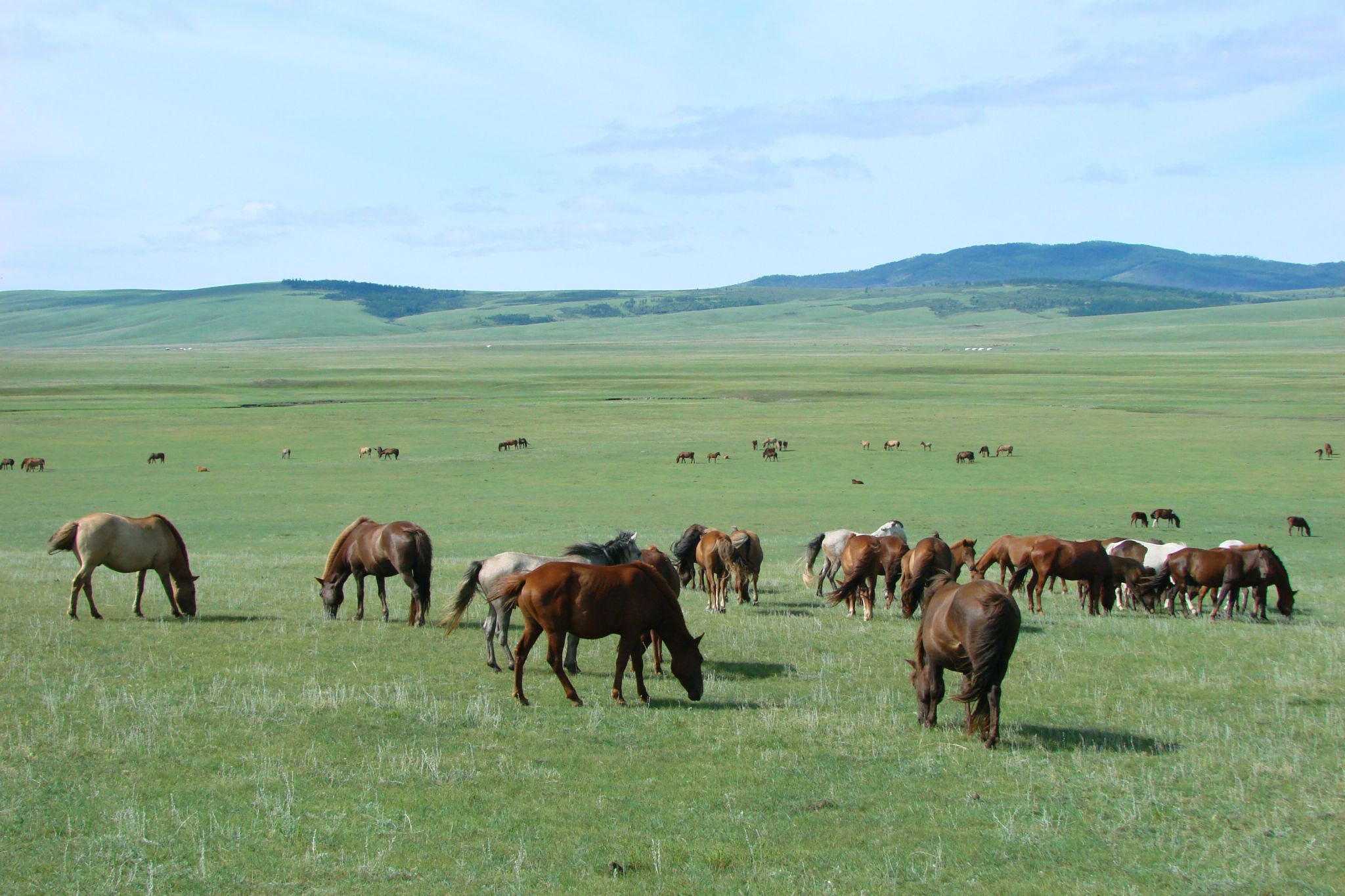 une steppe (Mongolie)