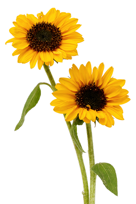 tournesols