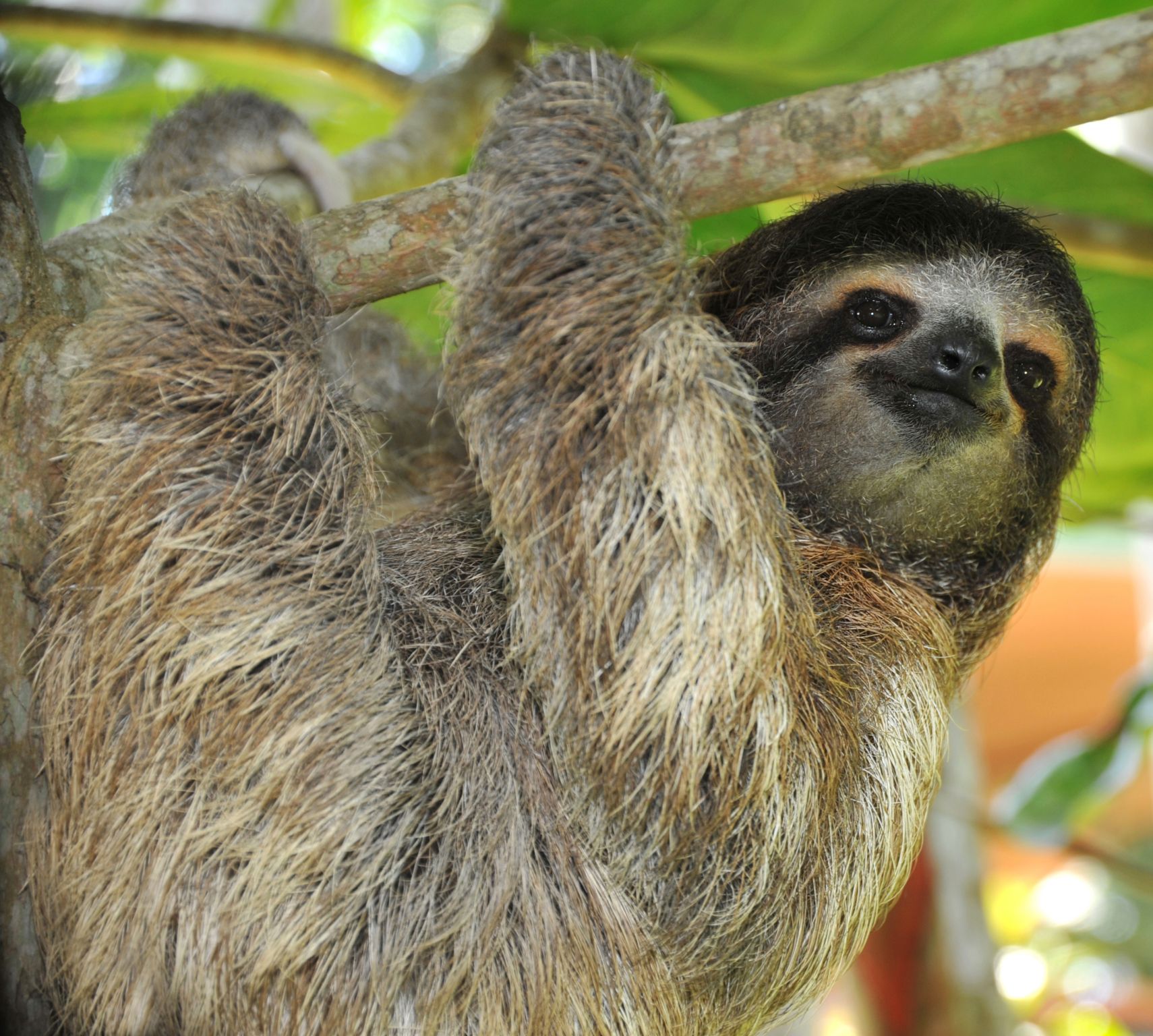 un aï (ou paresseux) accroché aux branches d’un arbre