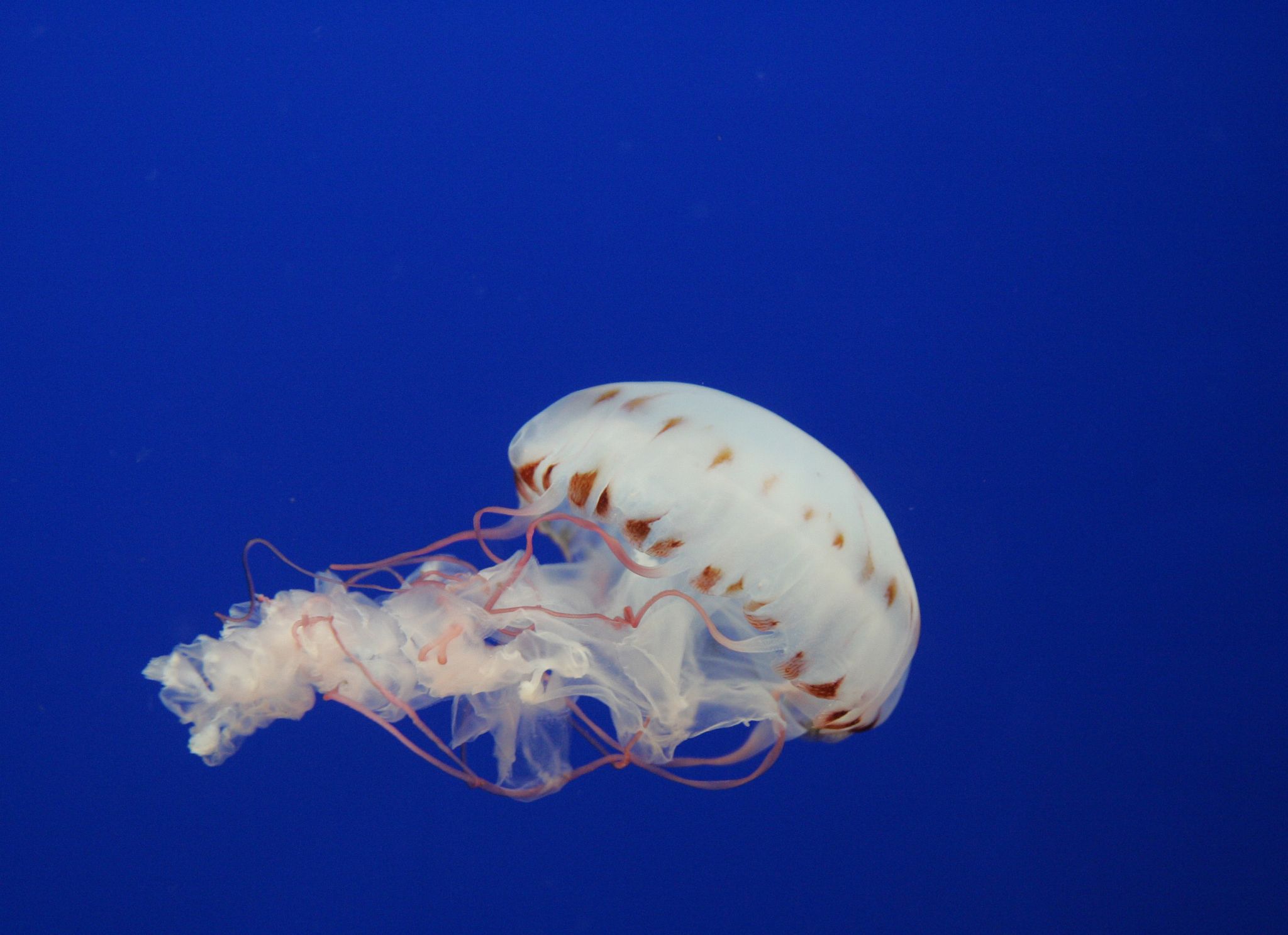 une méduse avec ses tentacules