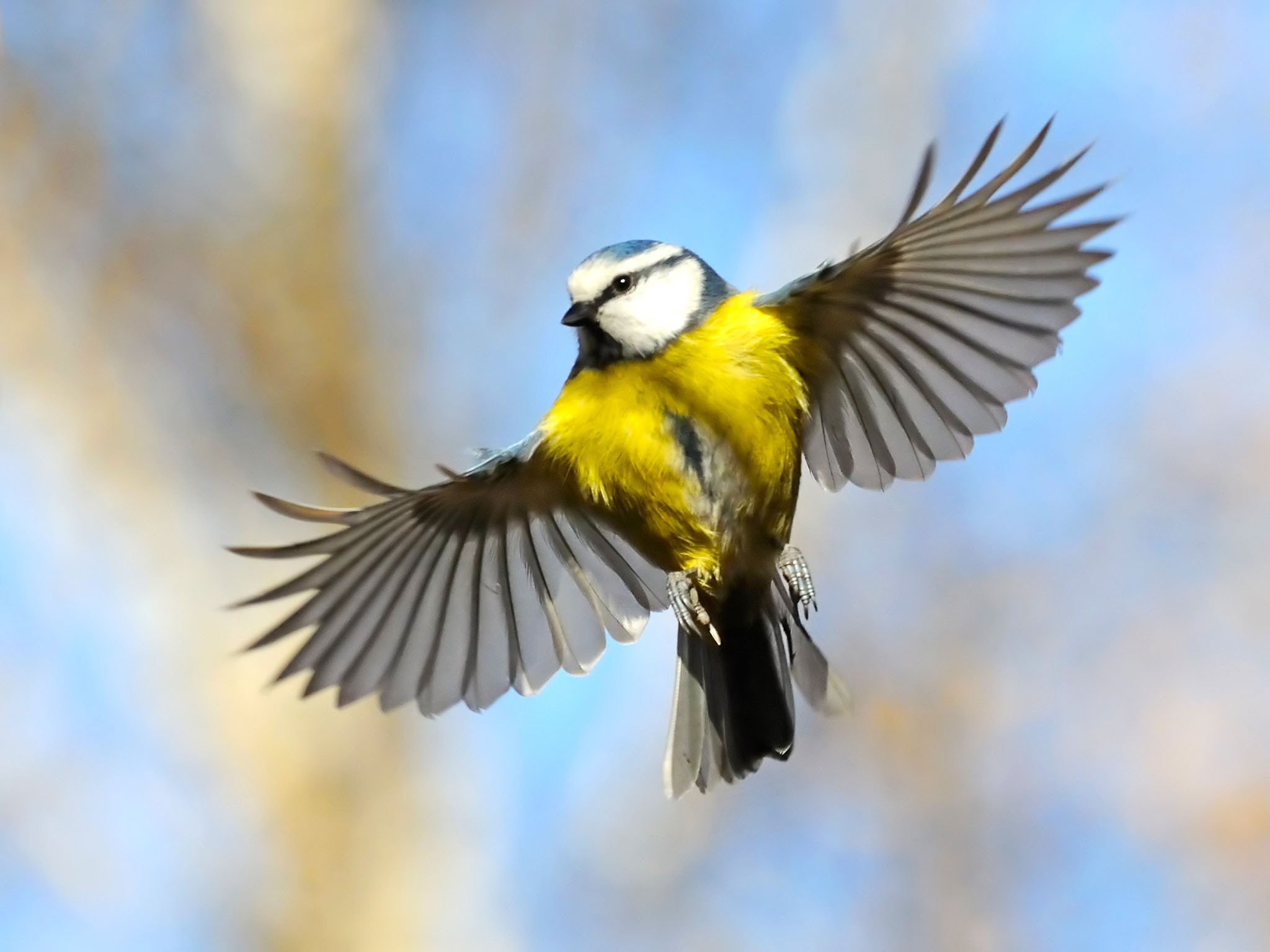 une mésange en vol